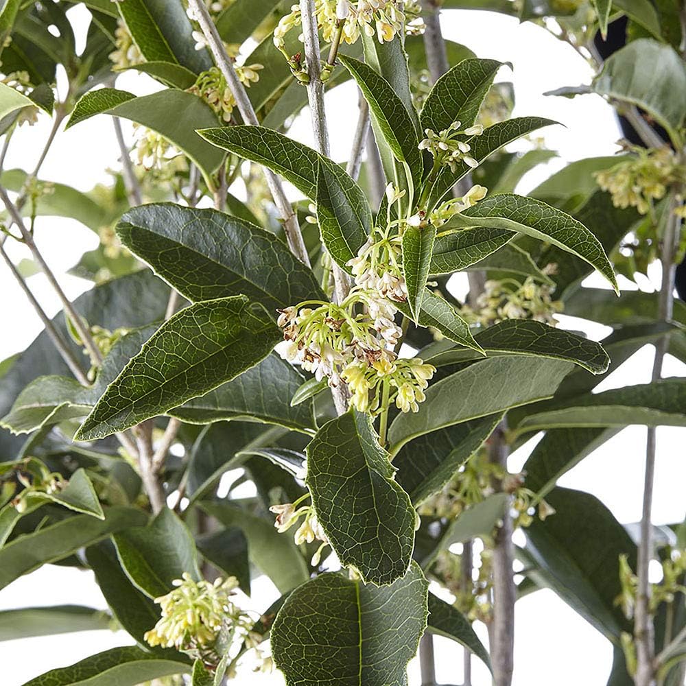 Osmanthus 7 Gal. Tea Olive Osmanthus Shrub