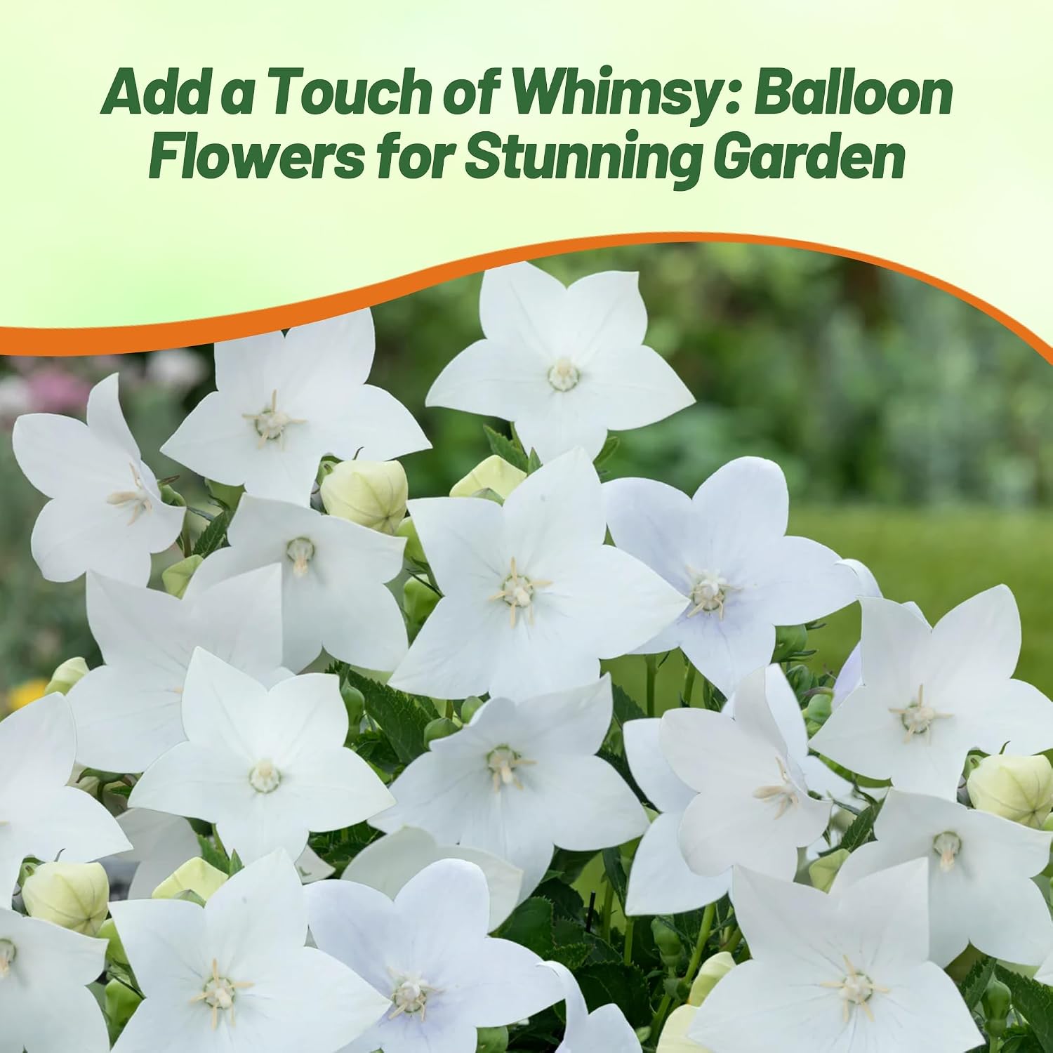 Outsidepride Blue Balloon Flower Seeds for Planting – 1000 Pcs Perennial, Drought-Tolerant, Easy to Grow, Low Maintenance, Pollinator-Friendly, Star-Shaped Blooms for Outdoor Gardens and Borders