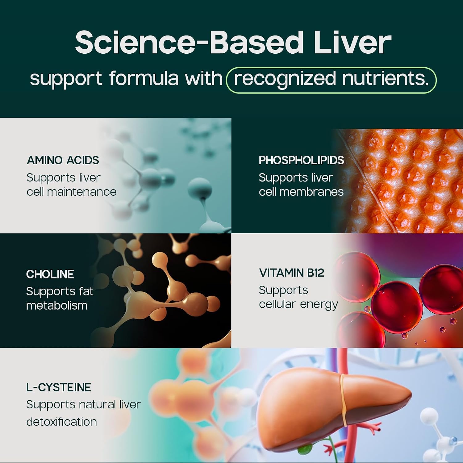 LIVERITE Liver Aid - Liver Support Supplement - 120 Tablets | Science-Based Liver Formula with Choline, Amino Acids, Phosphatidylcholine & Vitamin B12 for Liver Function & Energy Support