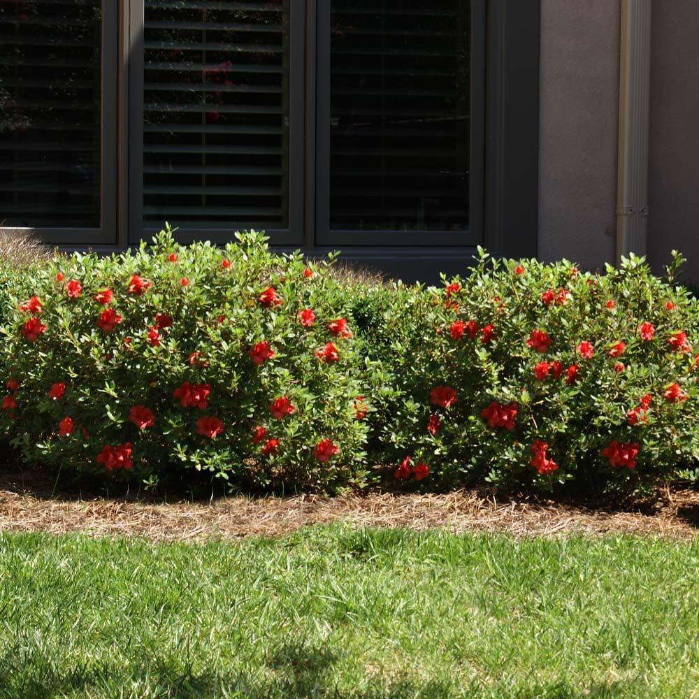 Brighter Blooms - Autumn Fire Encore Azalea Shrub, 1 Gal. - No Shipping to AZ