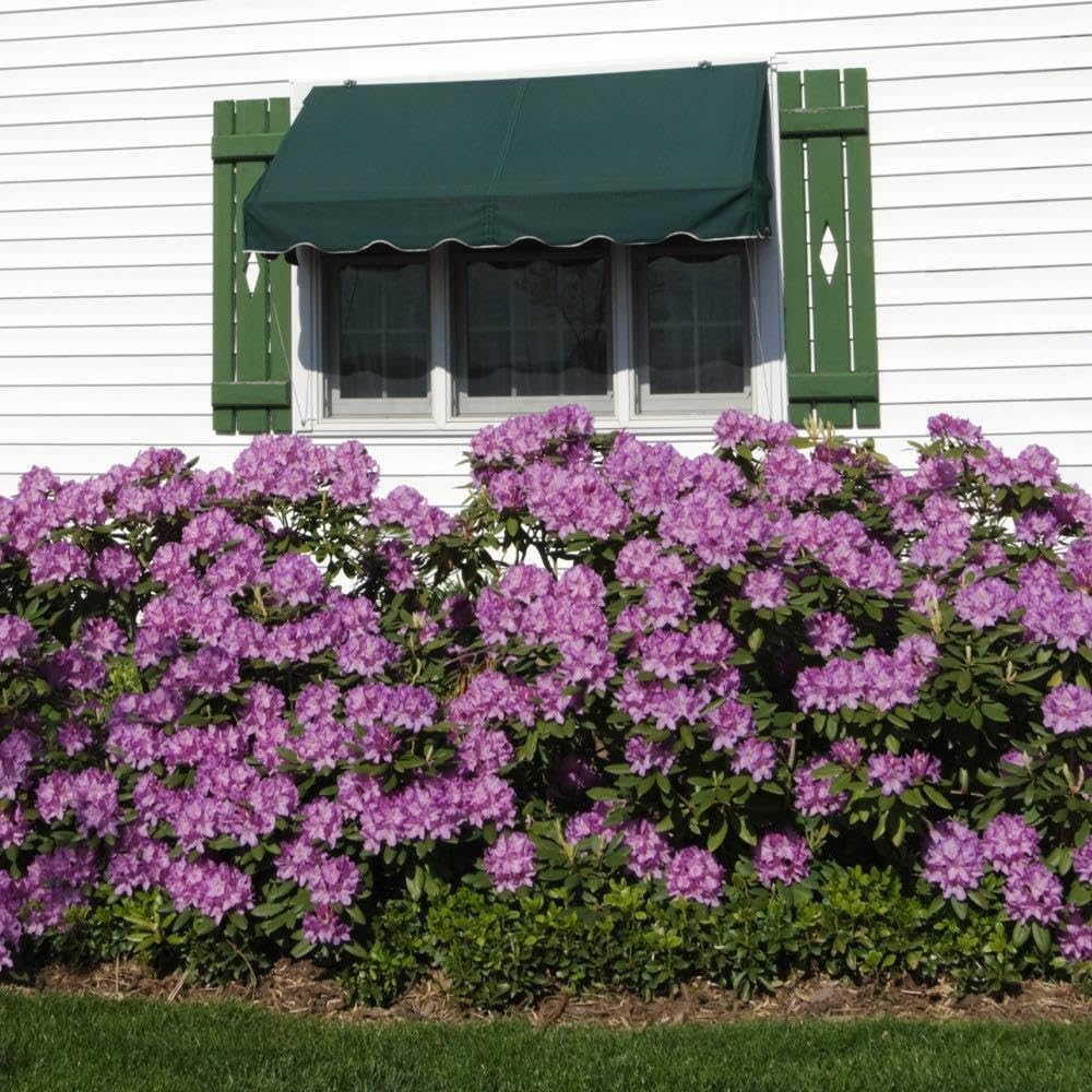 Brighter Blooms - Lavender Rhododendron Shrub, 1 Gallon - No Shipping to AK, AZ, HI