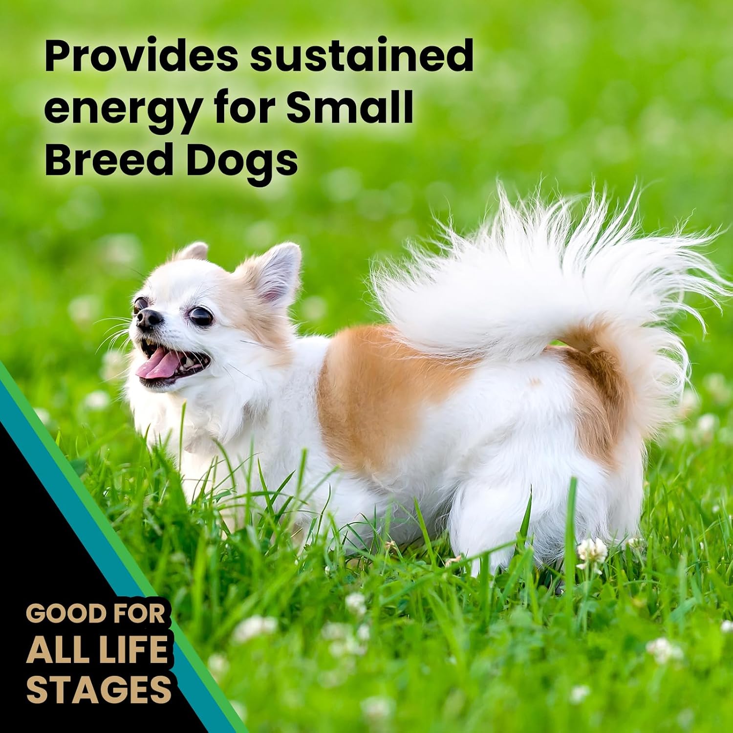 VICTOR Hi-Pro Plus Dry Dog Food - High Protein Gluten Free Dry Kibble, 5lb | Super Premium Dog Food, 30% Protein, Beef, Chicken, Pork and Fish Meals, For High Energy & Active Dogs & Puppies, 5lbs