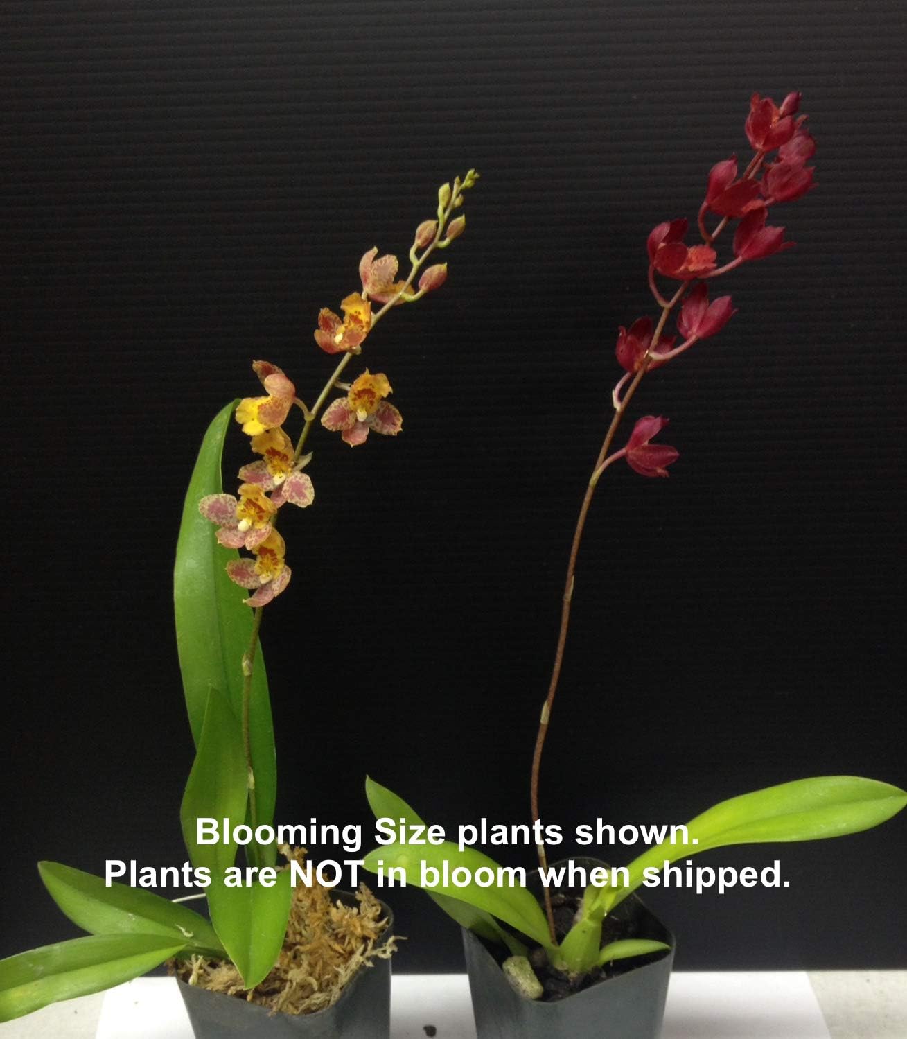 Hwra Lava Burst Puanani - Super Easy to Grow and Bloom, Cute Miniature Orchid, Mildly Fragrant, Lots of Fun! (NOT in Bloom/Bud When Shipped)