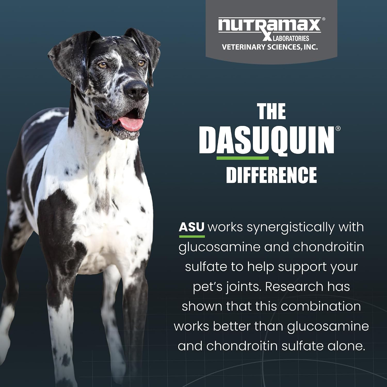 Nutramax Dasuquin MSM Joint Supplement for Large Dogs, Soft Chews, 84ct | Glucosamine and Chondroitin, ASU, MSM, Supports Healthy Joints, For Dogs Over 60 lbs, All Ages, Soft Chews