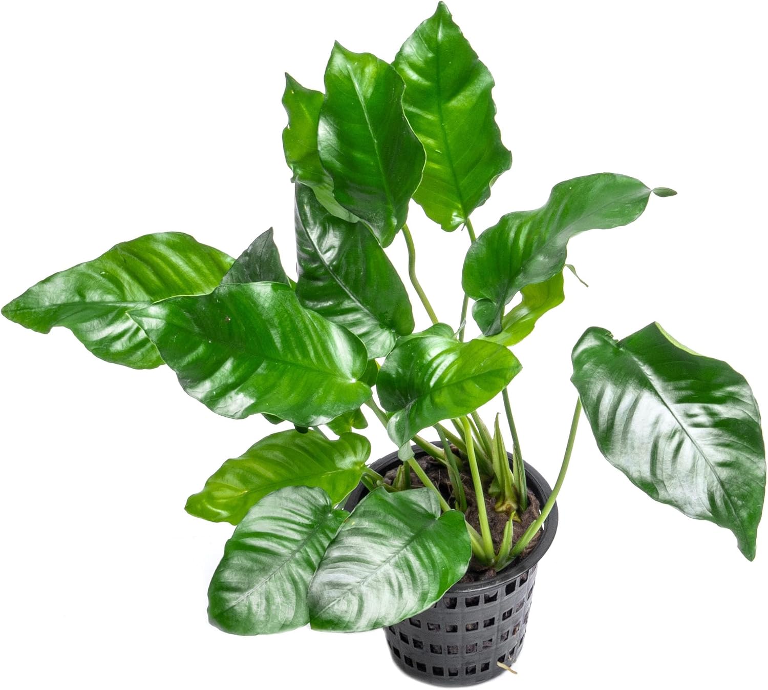 Anubias Nana Live Aquarium Plants - Potted Freshwater Plant for Fish Tanks, Terrariums - Beginner Friendly Low Light (1 Pot)