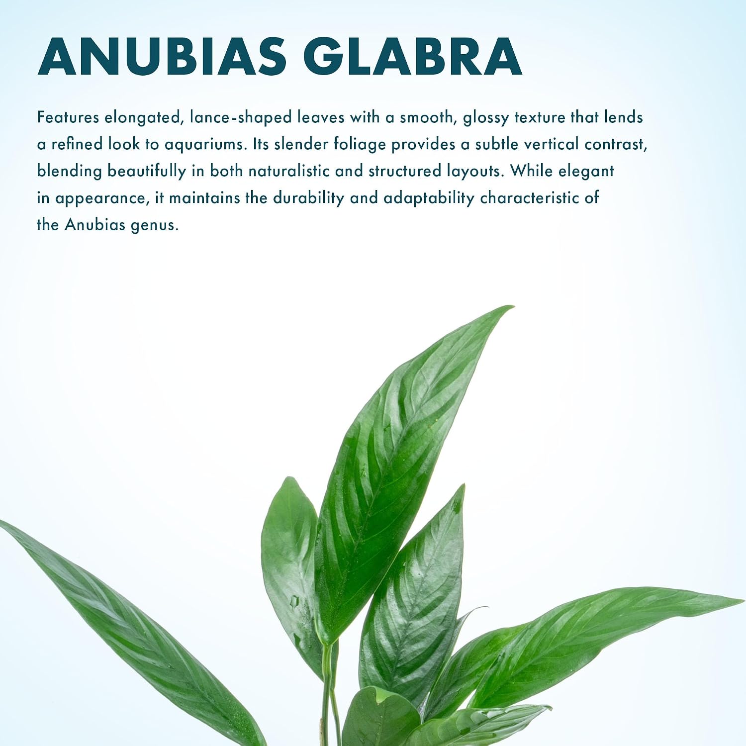 Anubias Nana Live Aquarium Plants - Potted Freshwater Plant for Fish Tanks, Terrariums - Beginner Friendly Low Light (1 Pot)
