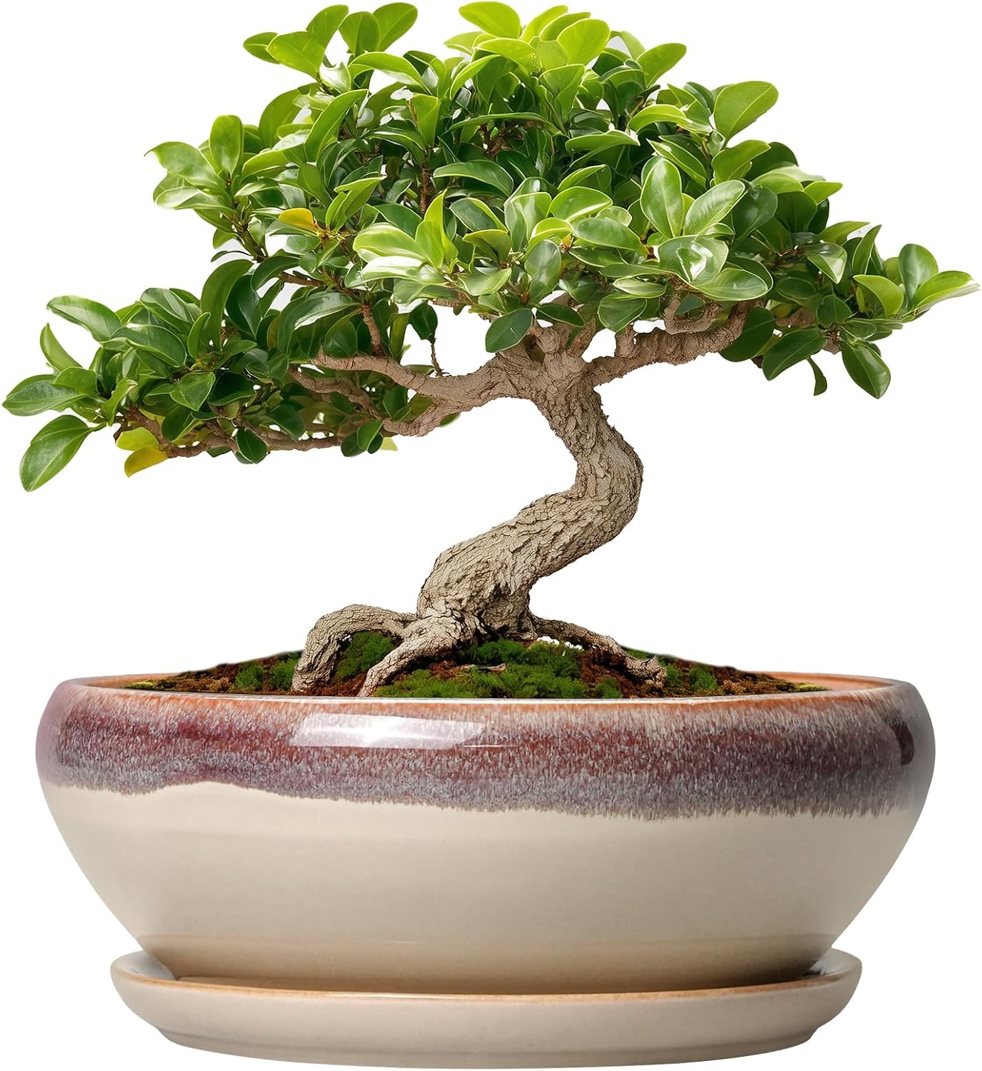 SQOWL 7 Inch Round Ceramic Succulent Planter Pot Drip Glazed Shallow Planter with Drainage Bamboo Tray for Indoor Plants