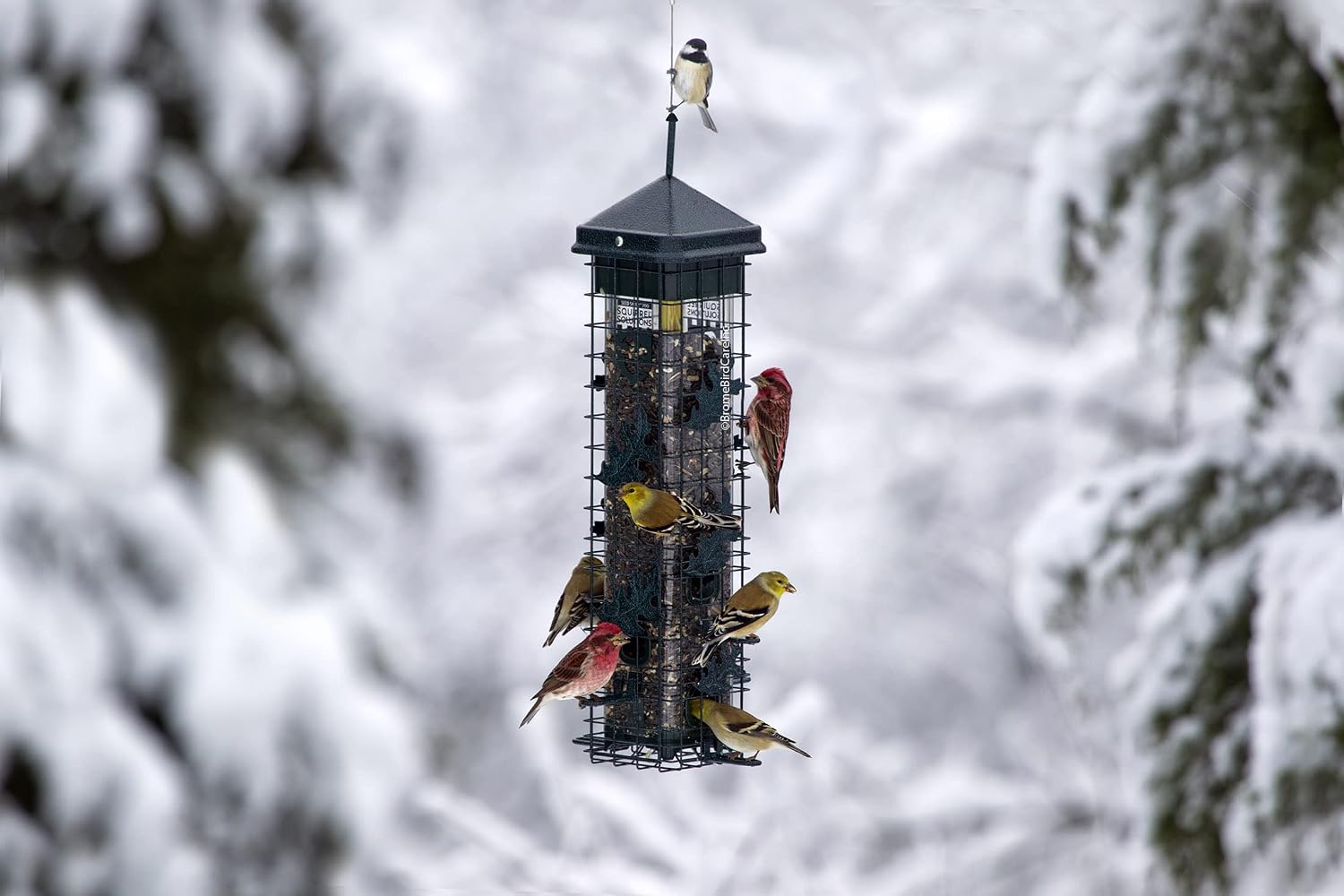 Squirrel Solution200 Squirrel-proof Bird Feeder w/6 Feeding Ports, 3.4-pound Seed Capacity, Free Seed Funnel | Six ports