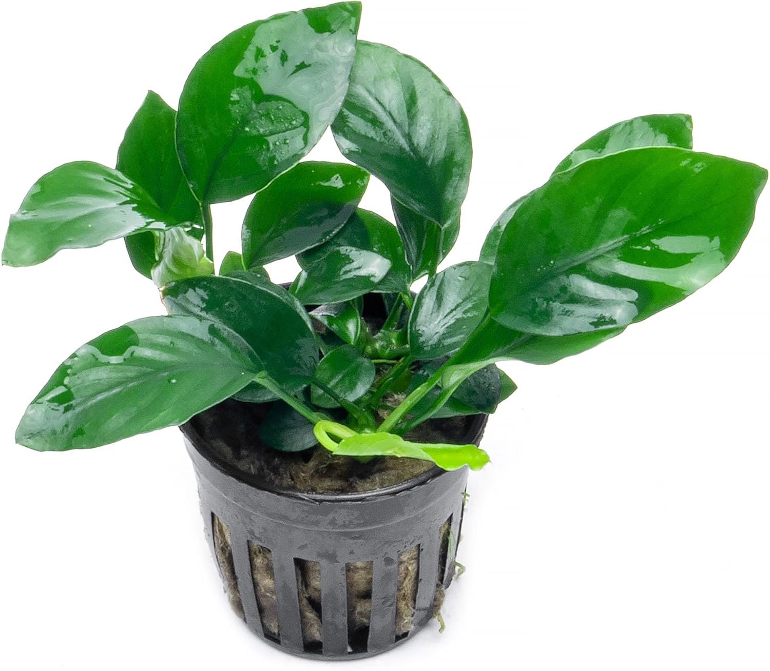 Anubias Nana Live Aquarium Plants - Potted Freshwater Plant for Fish Tanks, Terrariums - Beginner Friendly Low Light (1 Pot)