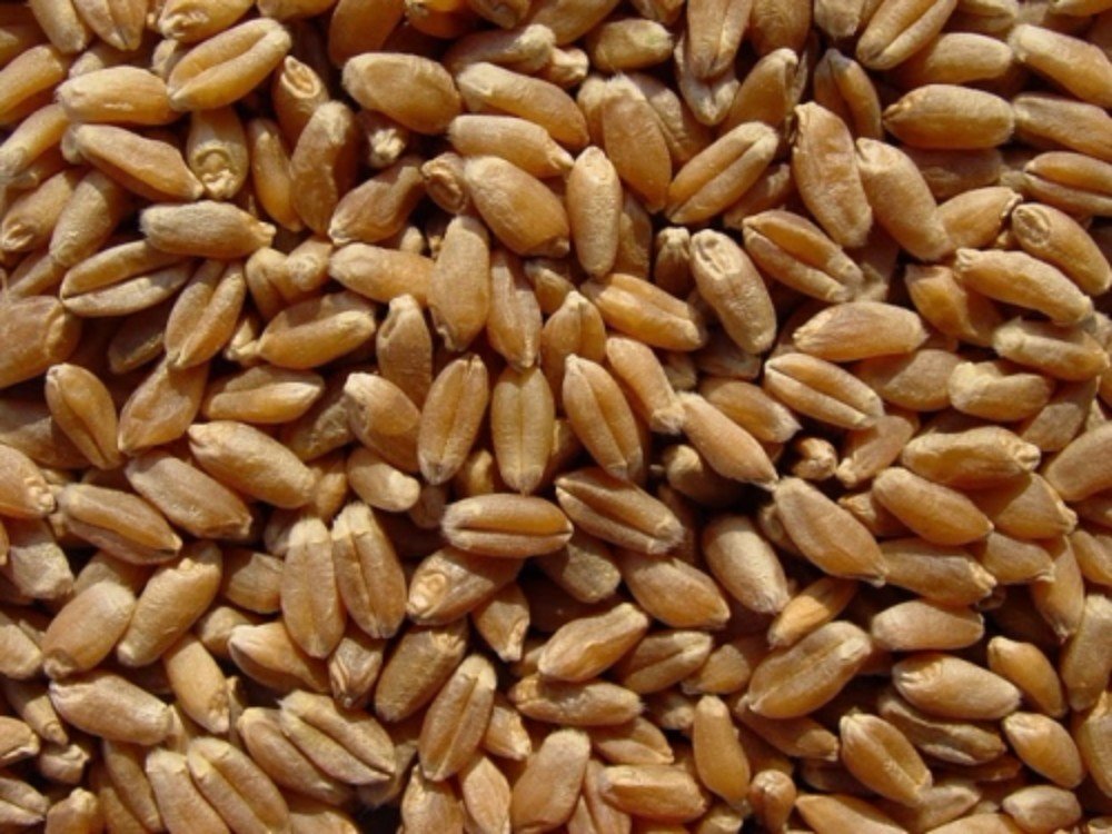 HARD WHEAT KERNELS- 55lb