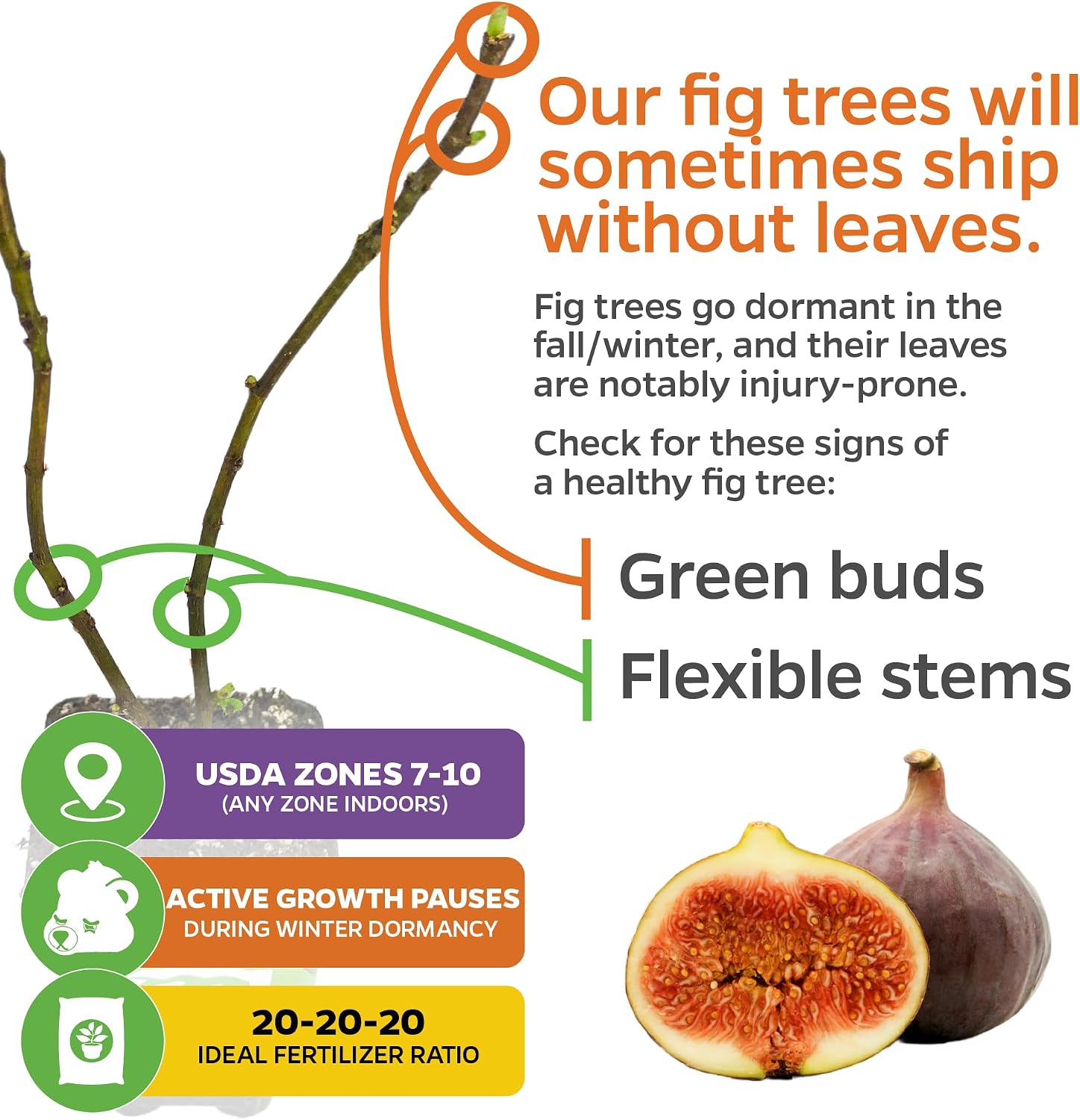 Beer's Black Fig Tree (Dwarf Habit) Live Plant - Ficus carica 'Beer's Black' - Wellspring Gardens - Cold-Hardy Fig, Dwarf Fig Tree, Compact Fig Plant - Fruit Bearing Starter Tree