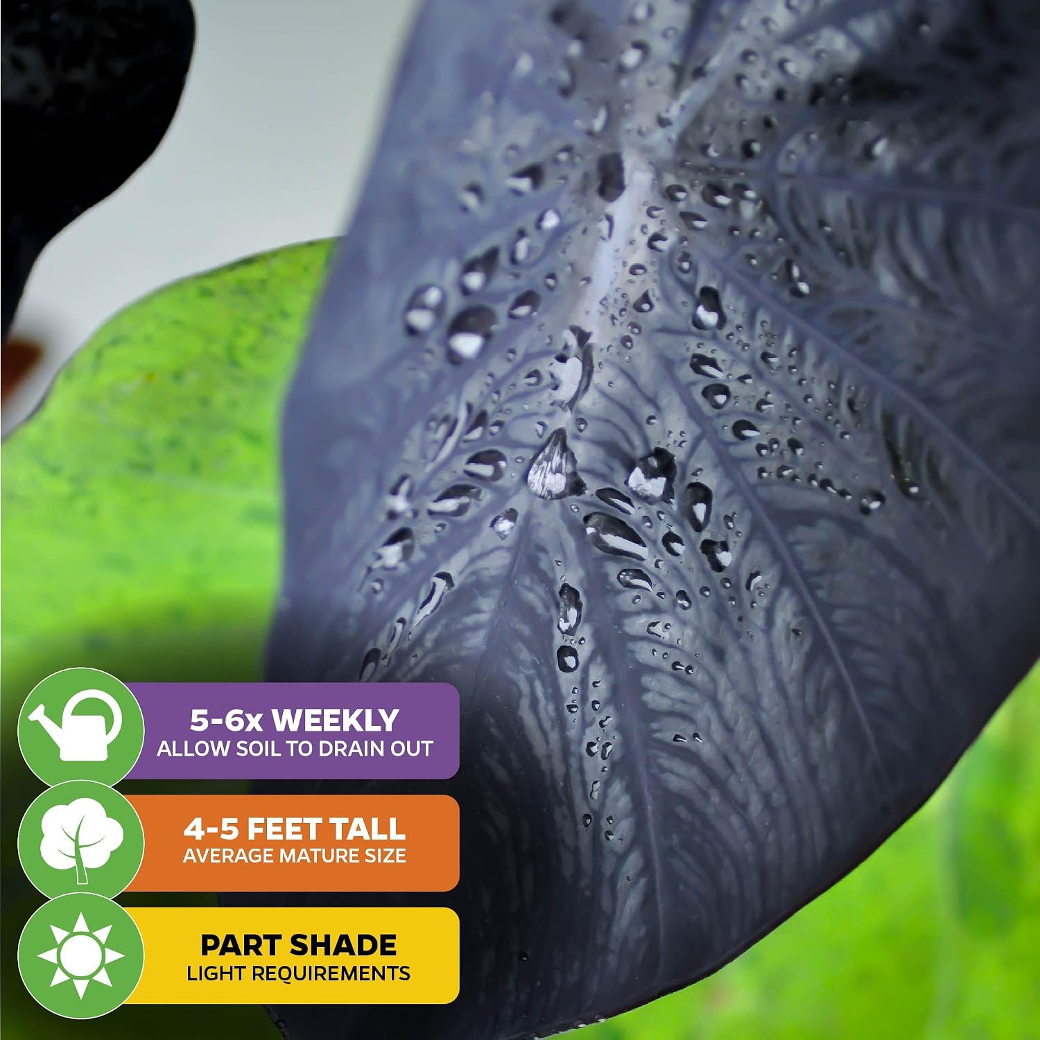 Thailand Giant Elephant Ear Live Plant - Colocasia gigantea by Wellspring Gardens - Elephant Ear Plant, Colocasia Gigantea, Elephant Ear Plant Live, Exotic Elephant Plant, Tropical Garden Design Ideas