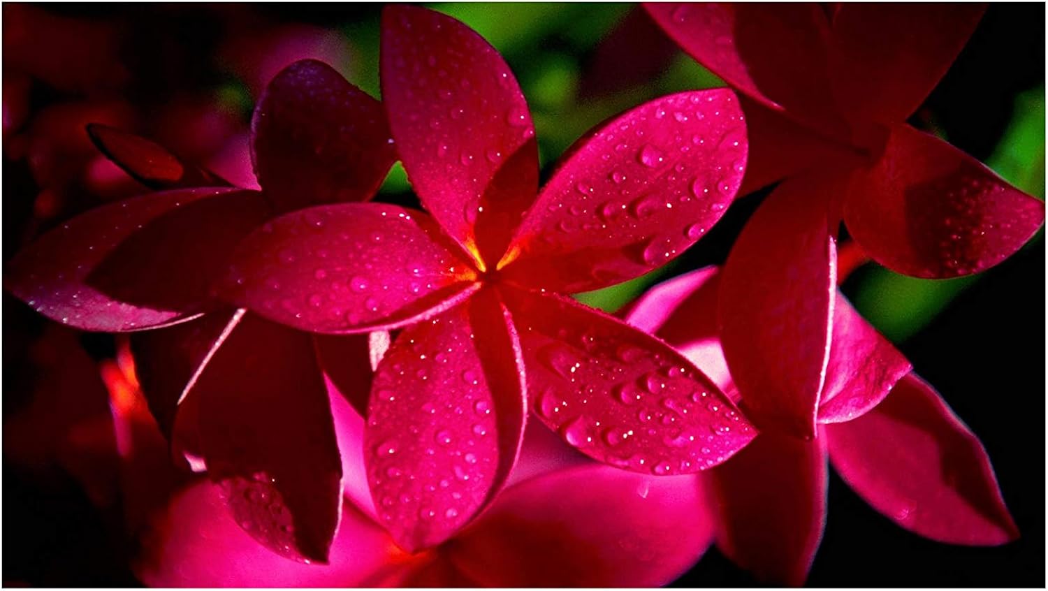 Plumeria Rare Dark Red Unrooted Cutting 10 Inch