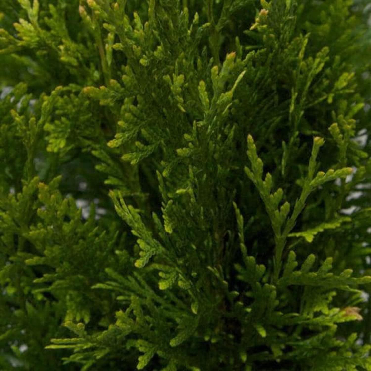Green Giant Arborvitae (2.5 Quart) Fast-Growing Evergreen Thuja Tree with Green Foliage - Full to Partial Sun Live Outdoor Plant