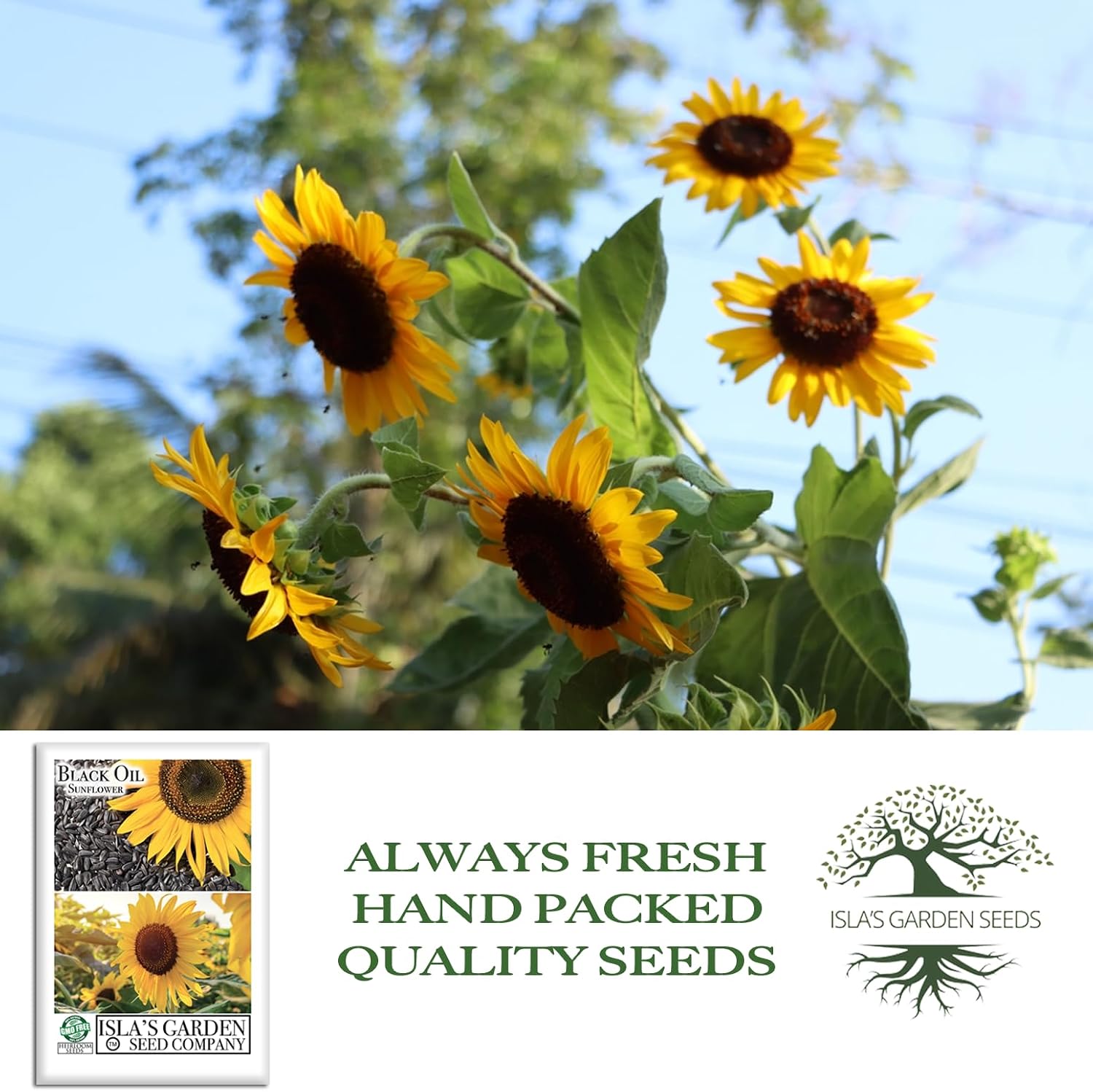 Black Oil Sunflower Seeds (Helianthus annuus) – 150+ Non GMO & Heirloom Seeds by Isla’s Garden Seeds