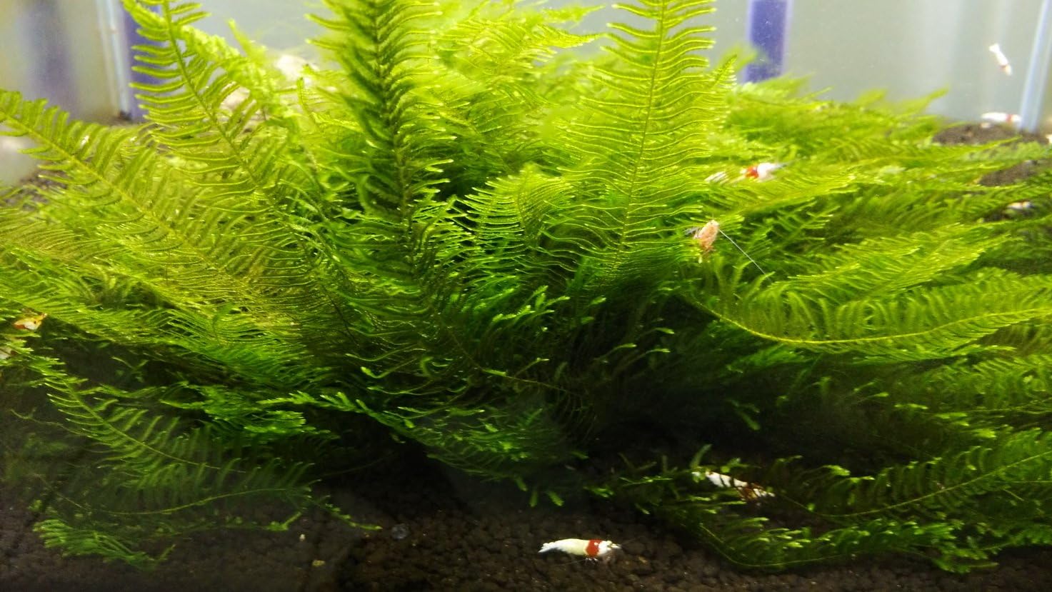 Spiky Moss Live Plant for Aquarium - 3x3 Inch