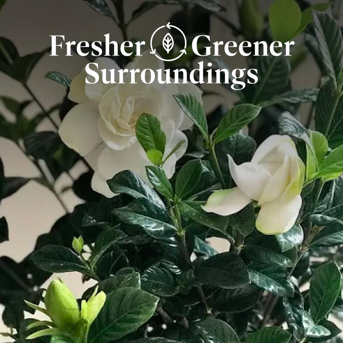 American Plant Exchange Gardenia Tree – Live Evergreen in Large 8-Inch Pot, Fragrant White Blooms, Easy-Care Indoor & Outdoor Flowering Tree for Home, Patio & Garden Décor