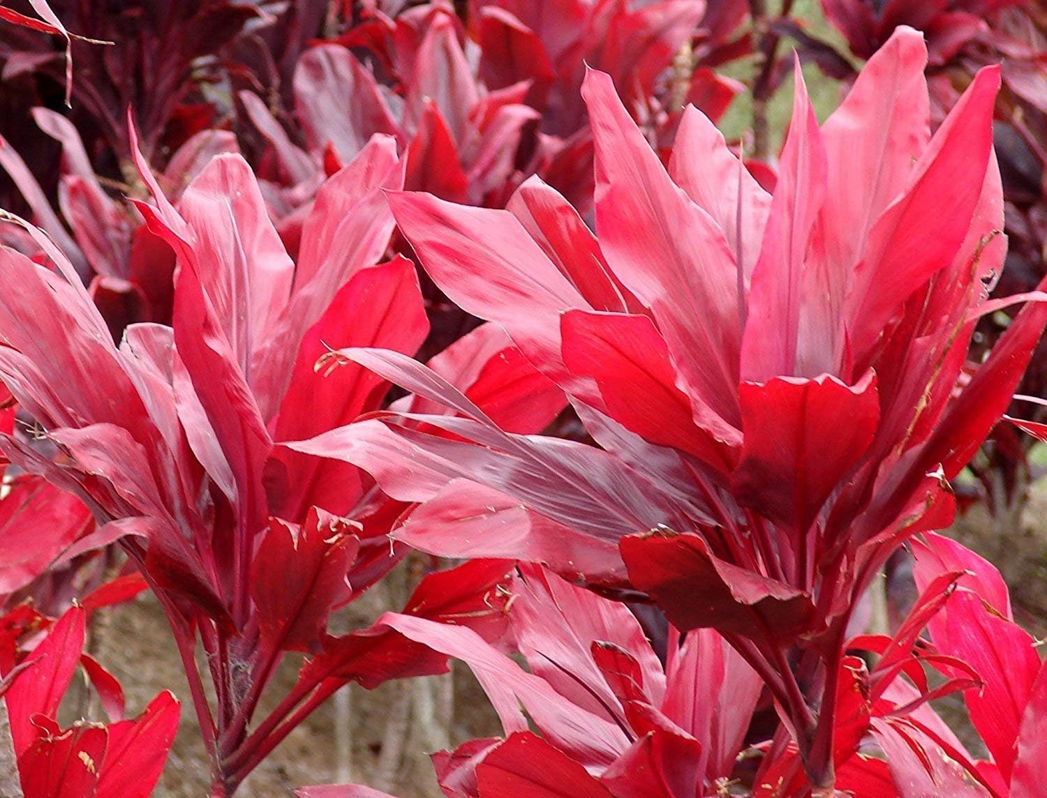 HAWAIIAN RED TI LEAF PLANT 2 LOGS ~ GROW HAWAII