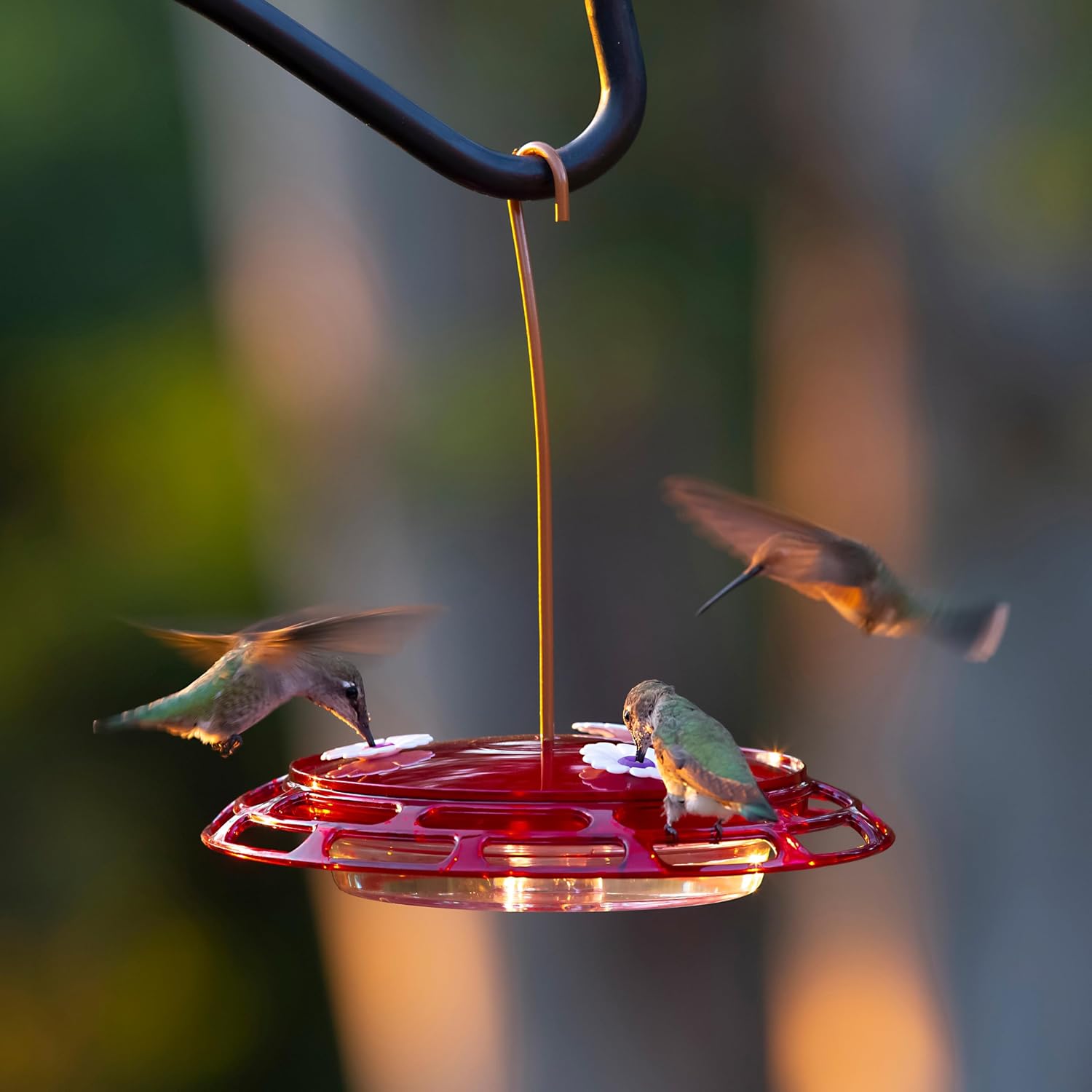 More Birds 3-in-1 Hummingbird Feeder 6 fl oz Red Plastic Window Mount Hanging Outdoor Bird Feeder with Suction Cup Hanger for Backyard Birding