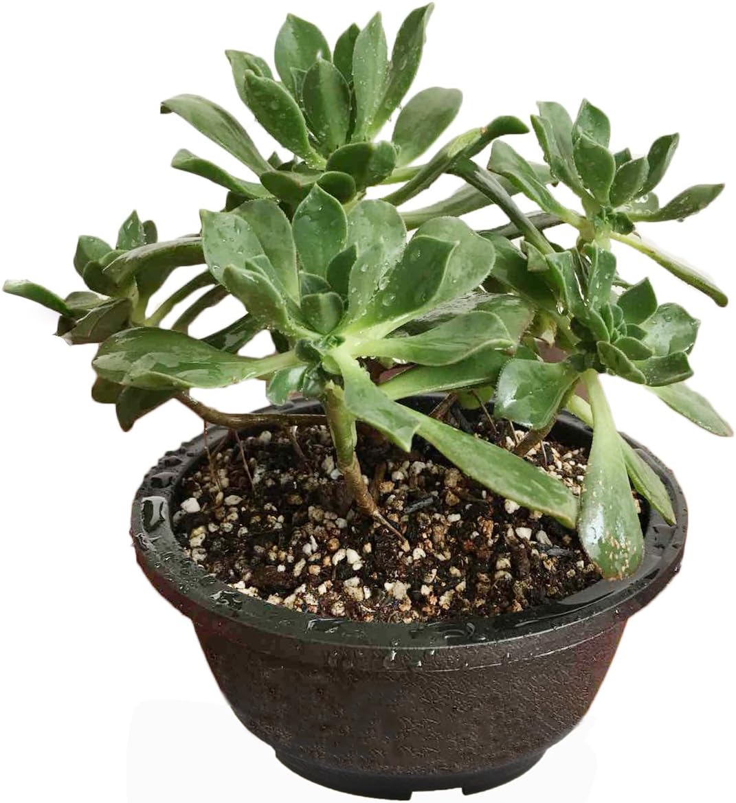 MUZHI 12PACK Matte Black Succulent Bonsai Round Planter Bowl Pot with Drainage, Plastic Cactus Flat Garden Plant Bowl Pots 6.3”