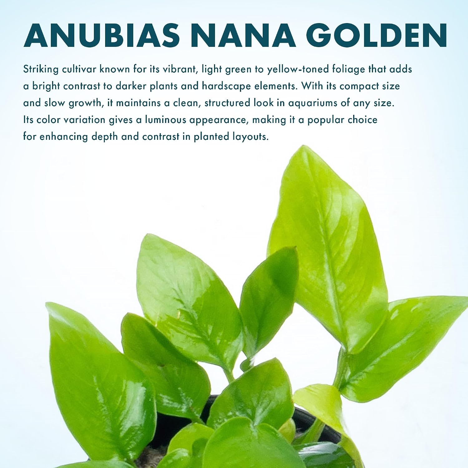 Anubias Nana Live Aquarium Plants - Potted Freshwater Plant for Fish Tanks, Terrariums - Beginner Friendly Low Light (1 Pot)