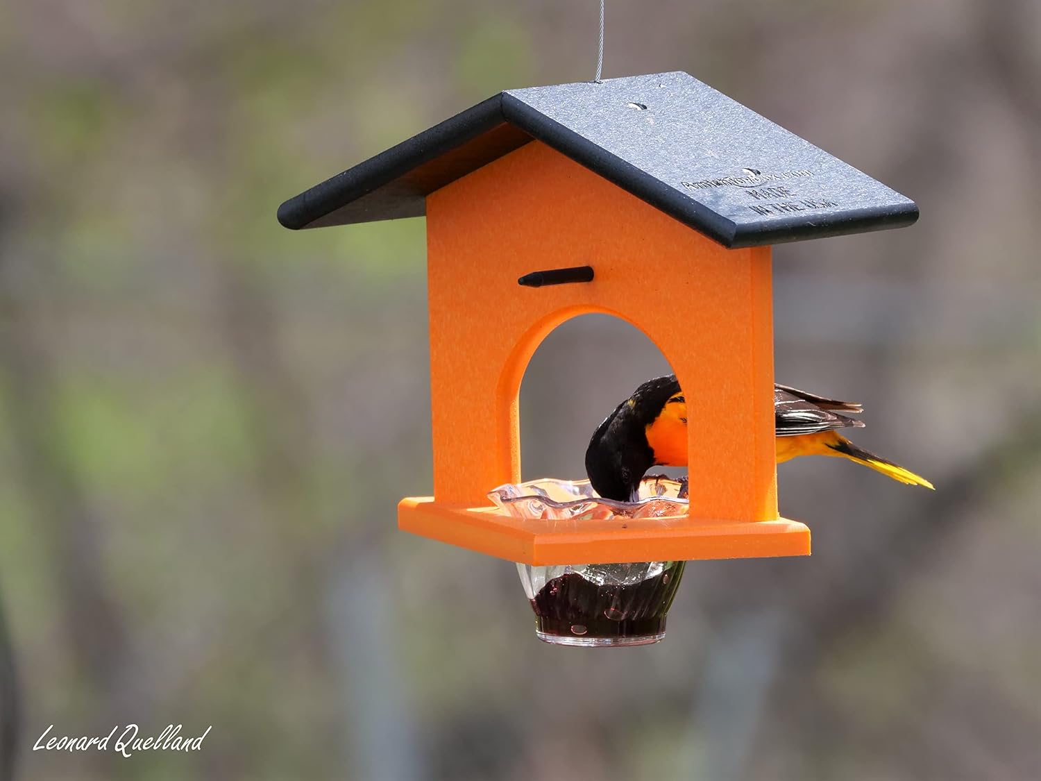 Oriole Bird Feeder, Poly Lumber Hanging Oriole Jelly Feeder (Black/Orange)
