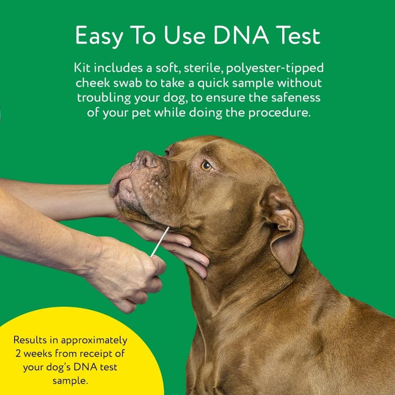 DNA MY DOG - Dog DNA Test Kit | 350+ Breeds Identified | 99%+ Accuracy | Allergy Risk Score | Personality & Behavior Insights | Results in 2-3 Weeks |