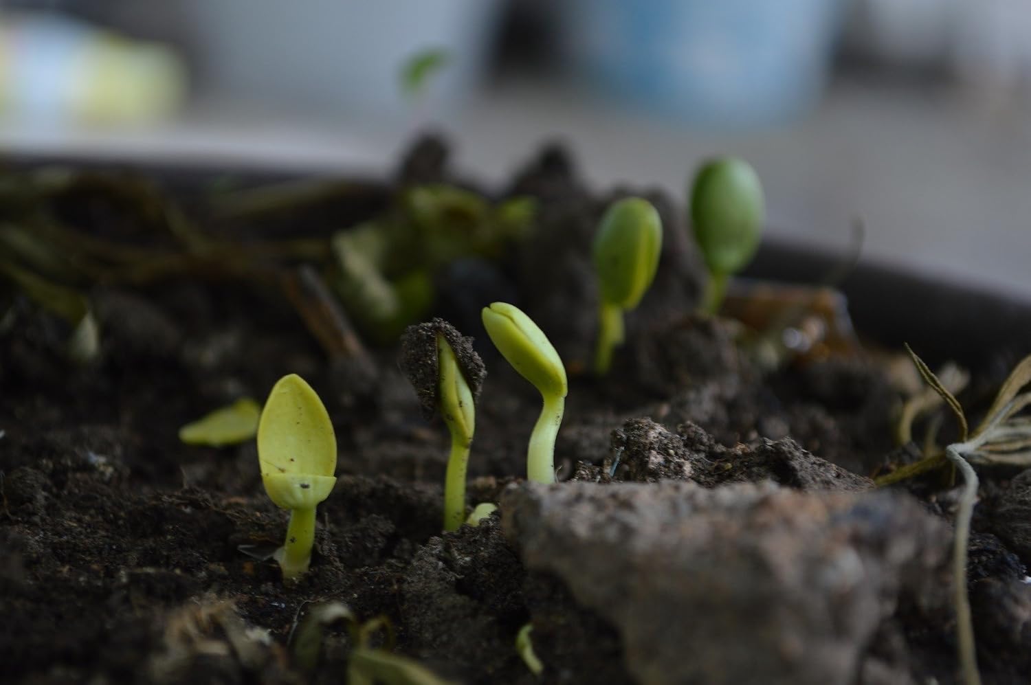 'Super Soil Organic Concentrate