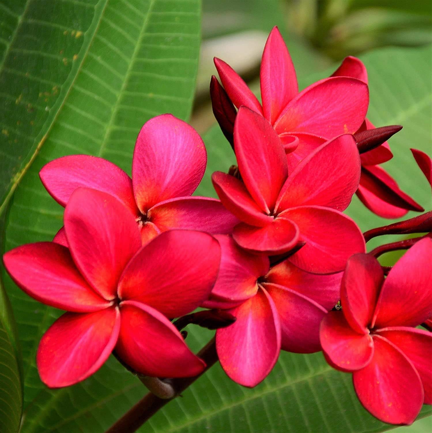 Red Plumeria Plant Cutting - Fragrant Hawaiian Frangipani - Easy Grow Tropical Flowering Plant - Live Cutting with Growing Instructions