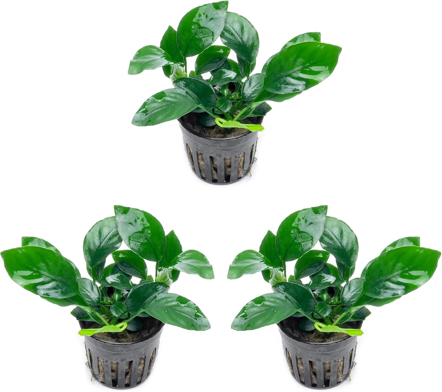 Anubias Nana Live Aquarium Plants - Potted Freshwater Plant for Fish Tanks, Terrariums - Beginner Friendly Low Light (1 Pot)