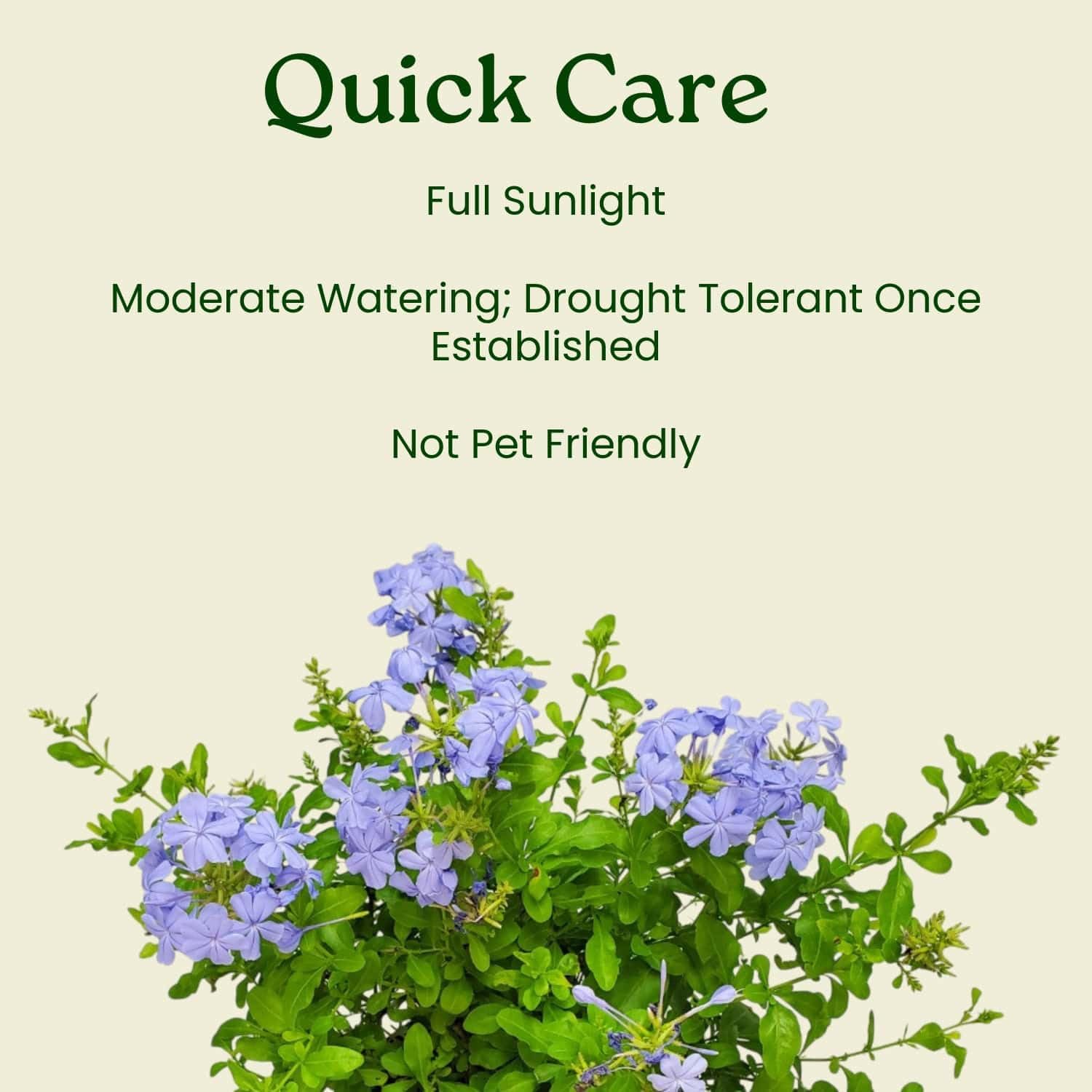 Plumbago Plant Imperial Blue - Live Flowering Plant - Overall Height 20" to 24", 3 Gallon Pot - Tropical Plants of Florida