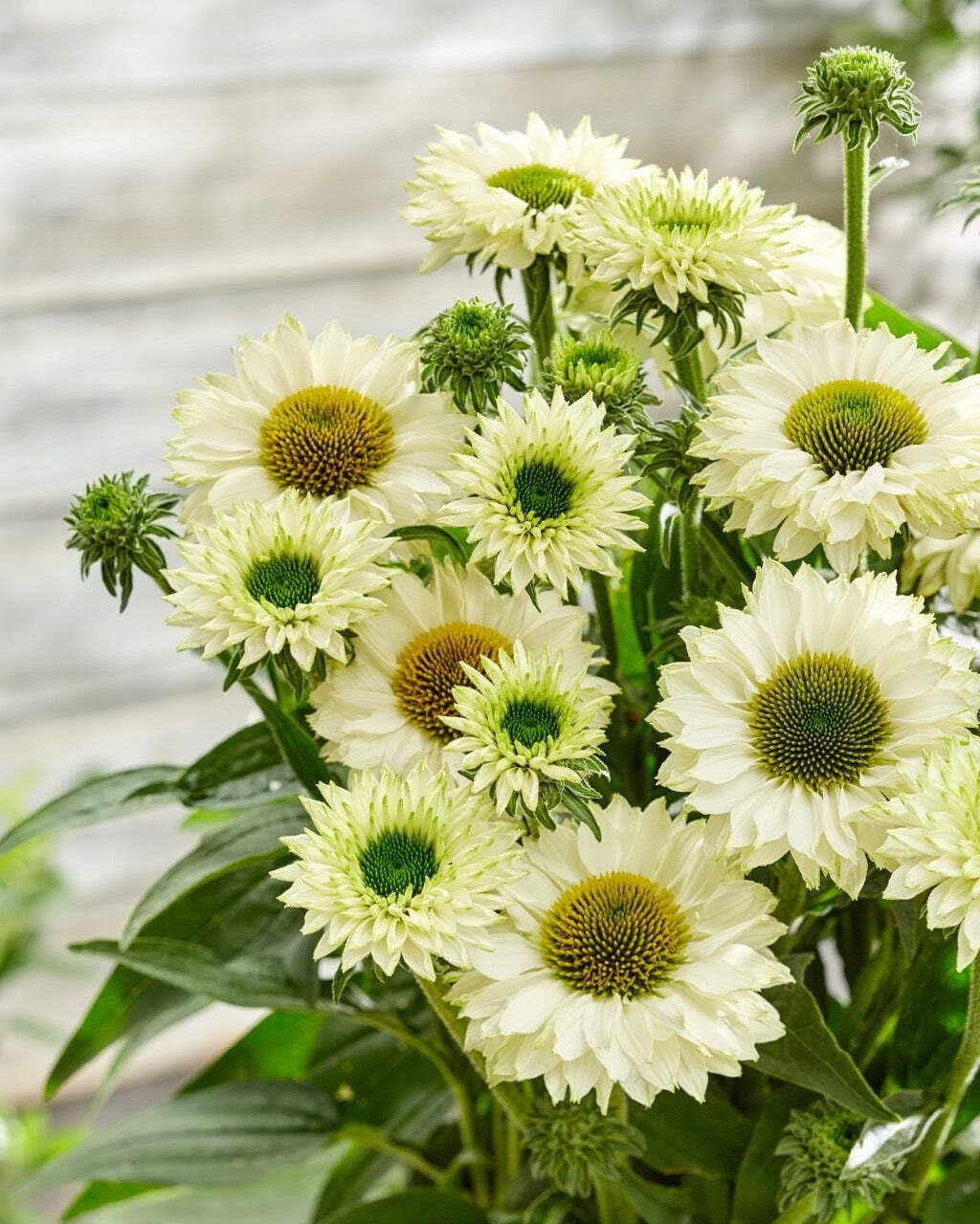 Echinacea purpurea ‘Cheyenne Spirit’ (Coneflower) Live Perennial, Size-#1 Container, Mixed Color Summer Flowers, USDA Zones 4-8