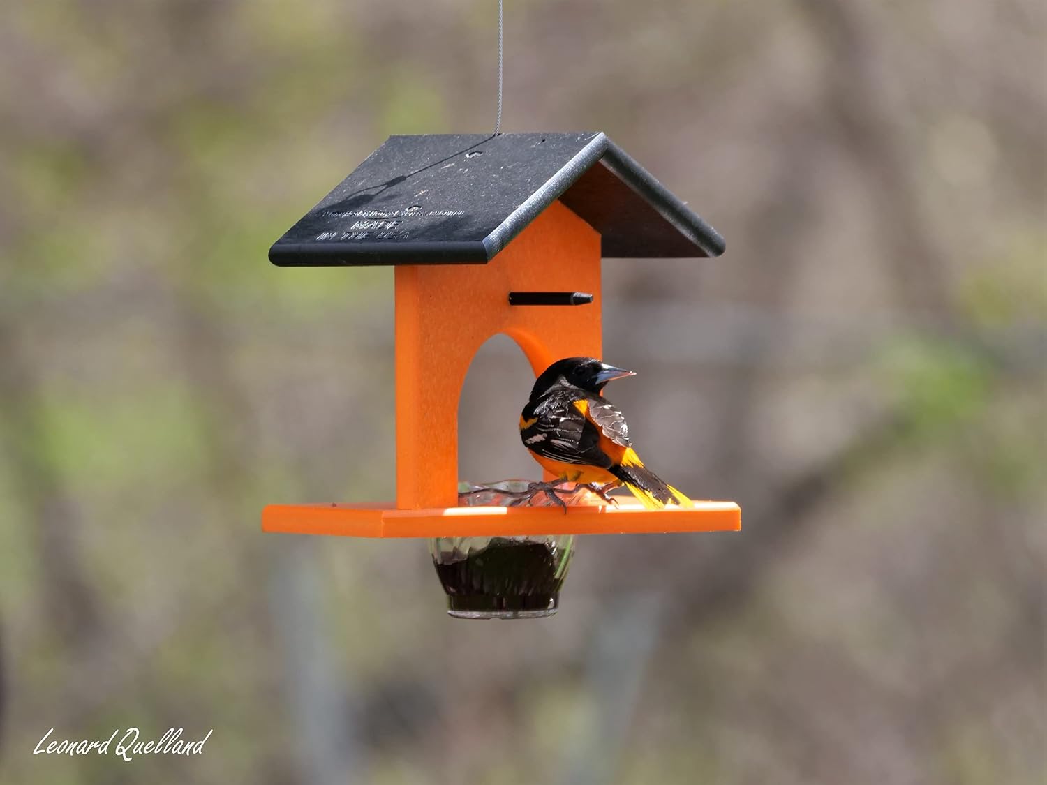 Oriole Bird Feeder, Poly Lumber Hanging Oriole Jelly Feeder (Black/Orange)
