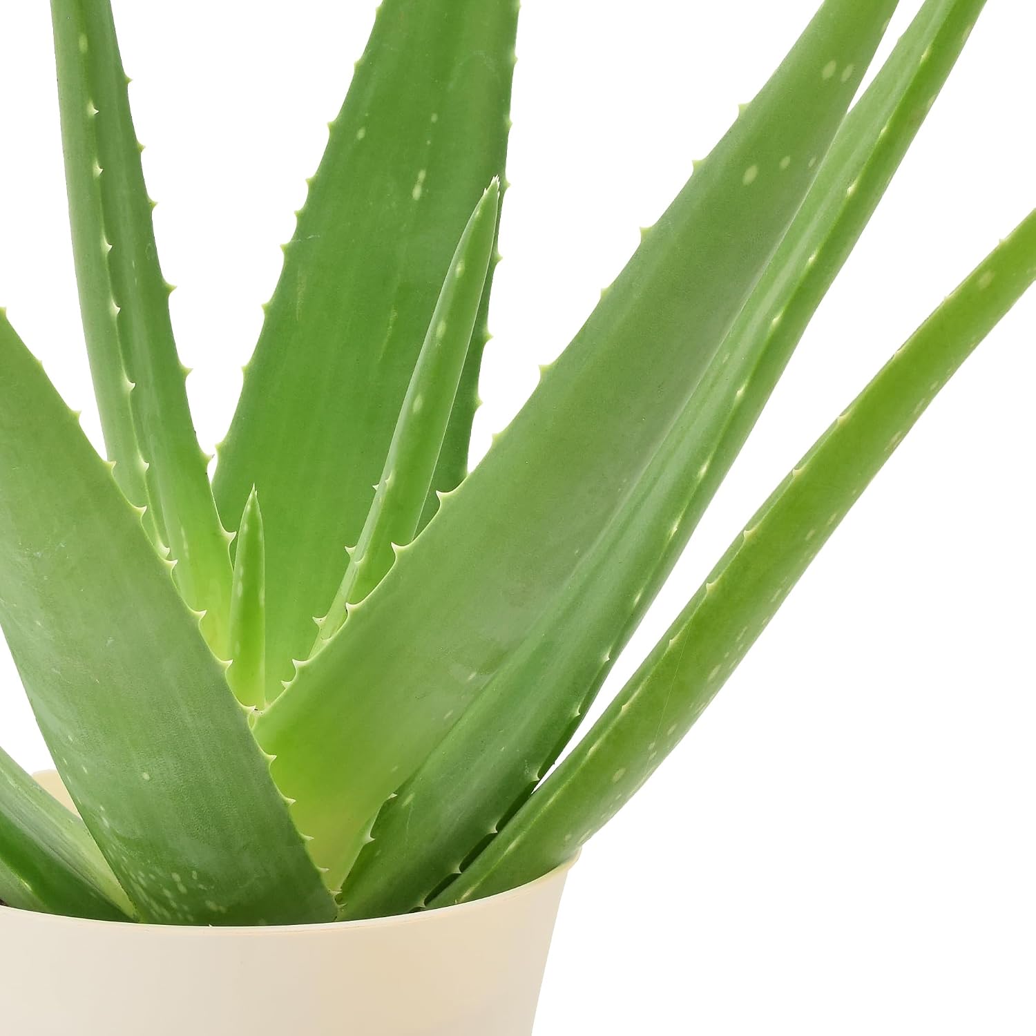 Arcadia Garden Products Live Aloe Vera Succulent Easy Indoor Houseplant in Plastic Pot, Air Purifying Ornamental Plant Gift for Home and Garden Decor