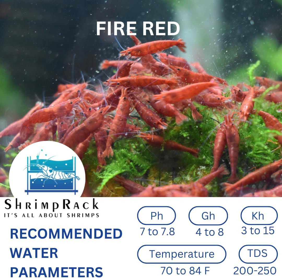 ShrimpRack™ 10 Fire Red Neocaridina High Grade Live Freshwater Aquarium Shrimps. Full Grown Breeding Age Size 0.75-1inches. Live Arrival Guarantee.