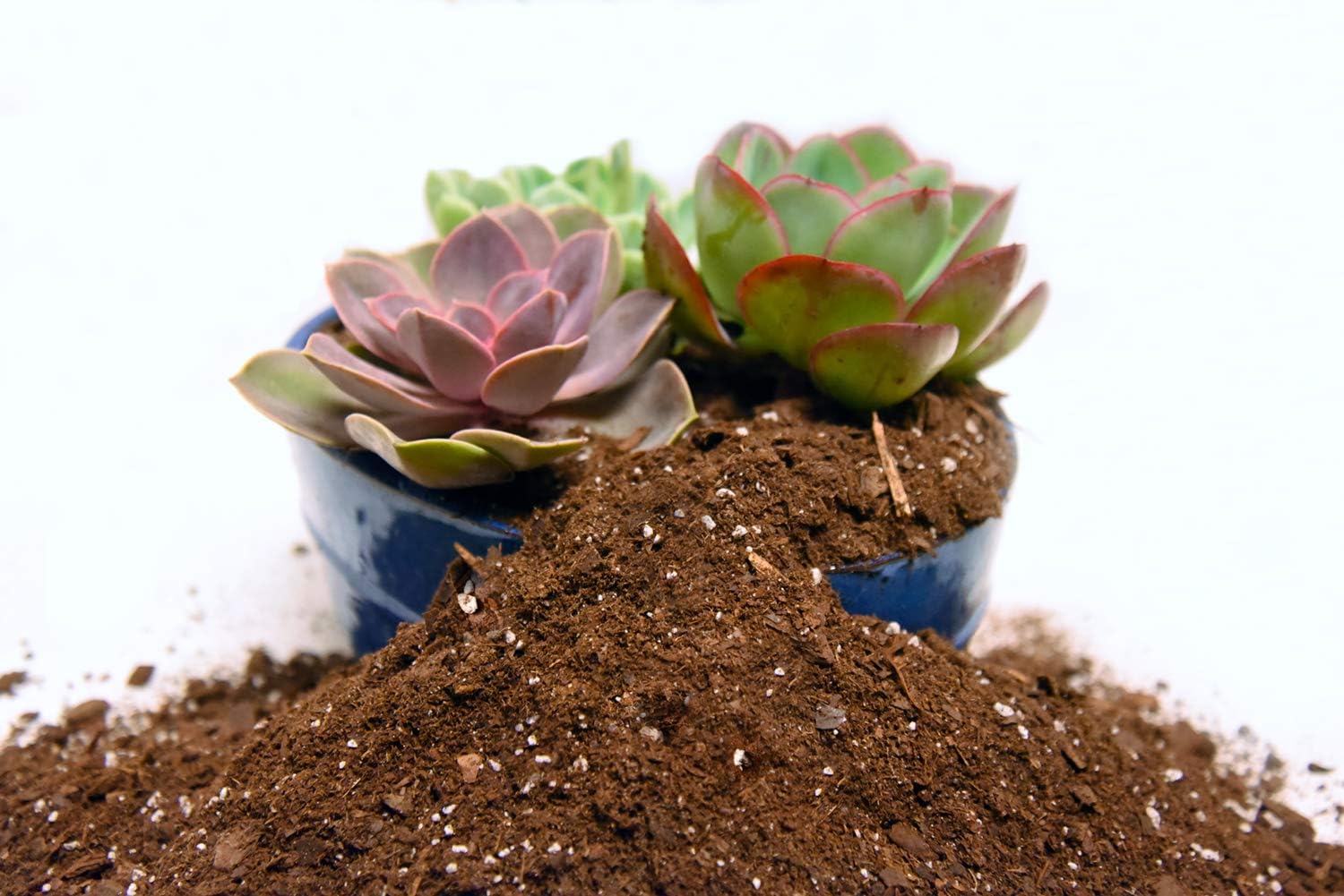 Perfect Plants Succulent & Cactus Soil, 8 qt, Organic Potting Mix | Fast draining blend of peat moss, composted pine bark, perlite and lime for the dry roots cacti love, resealable bag