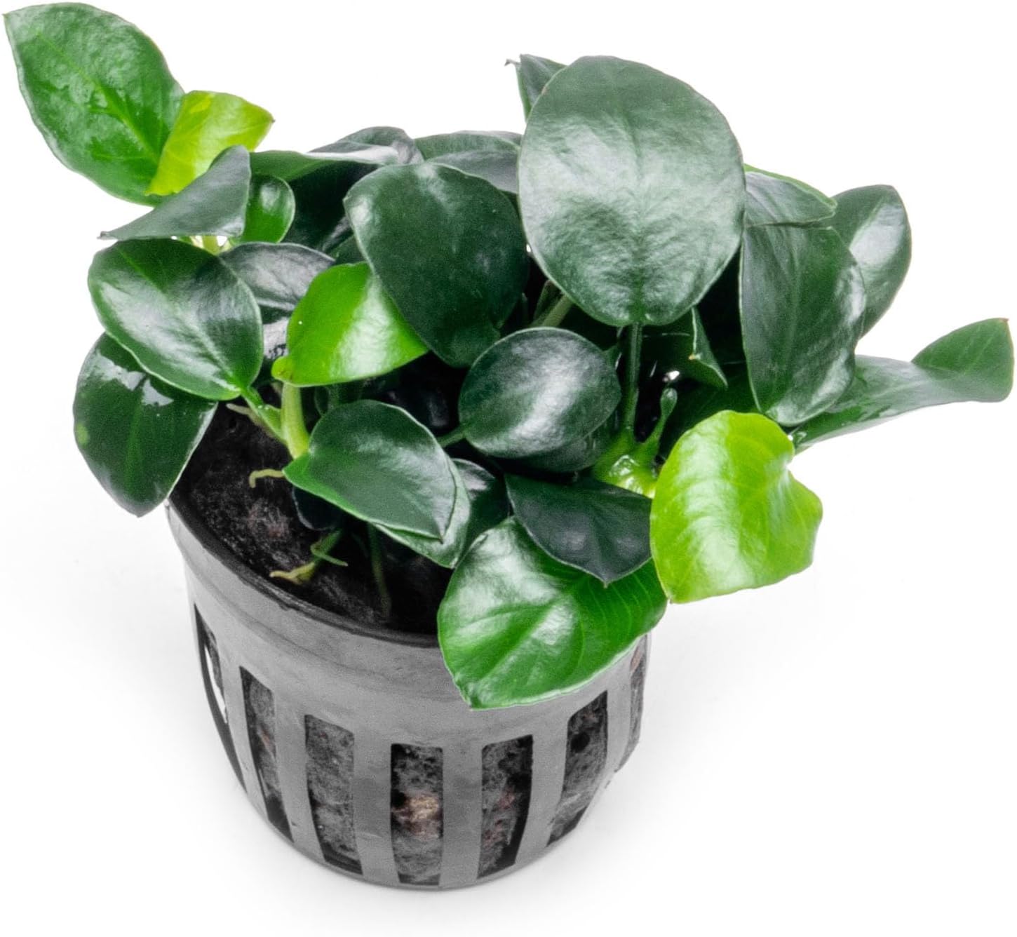 Anubias Nana Live Aquarium Plants - Potted Freshwater Plant for Fish Tanks, Terrariums - Beginner Friendly Low Light (1 Pot)