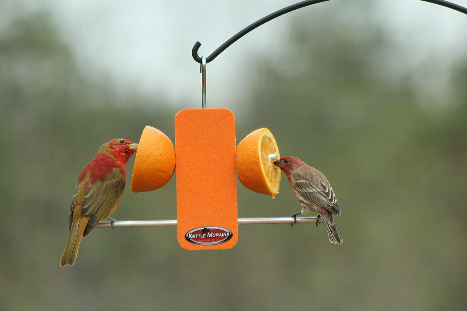 Recycled Single Oriole Orange Fruit Stick Feeder