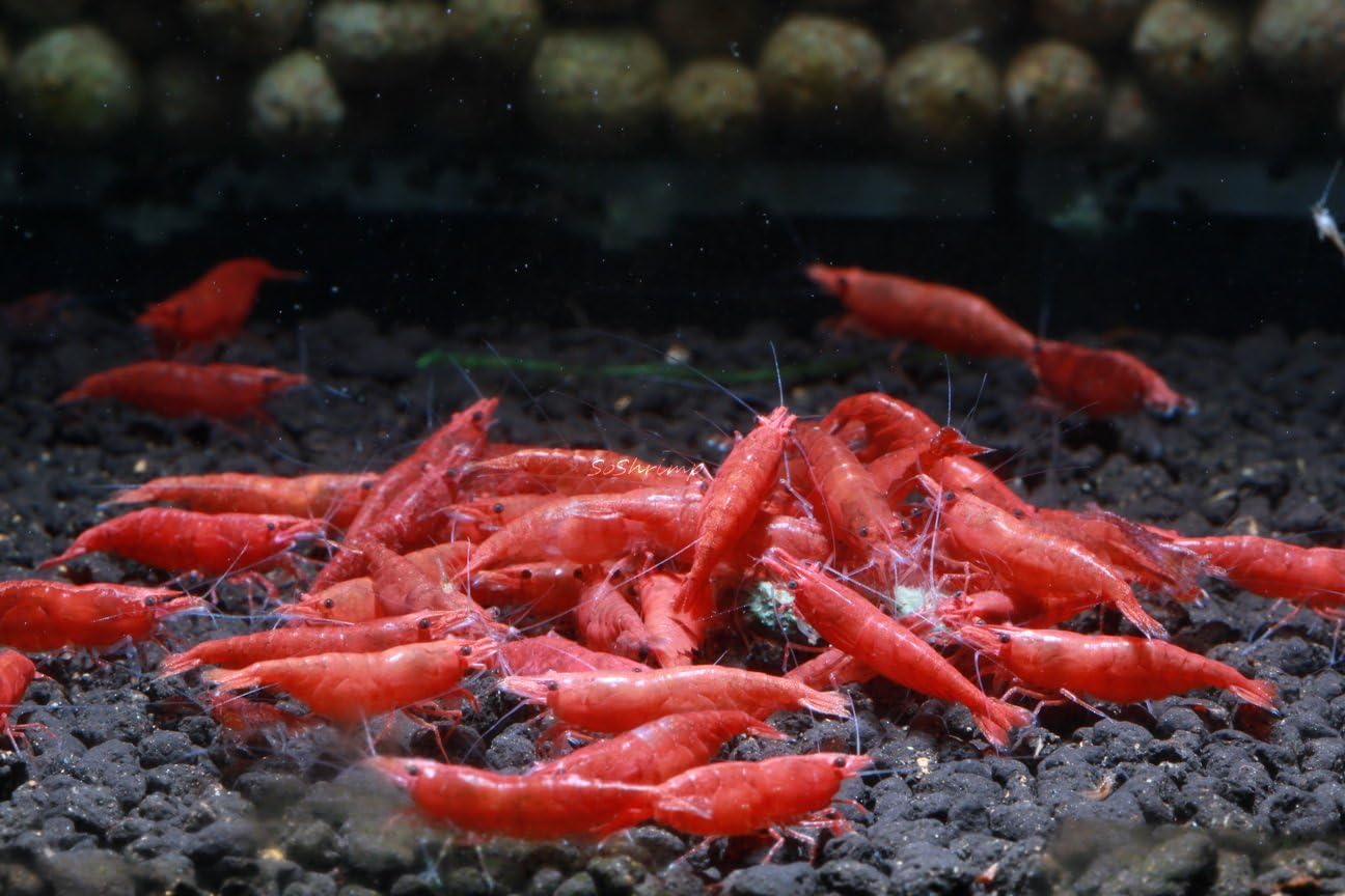 Live Freshwater Aquarium Shrimp - Neocaridina (Red Cherry, 5 Pack)