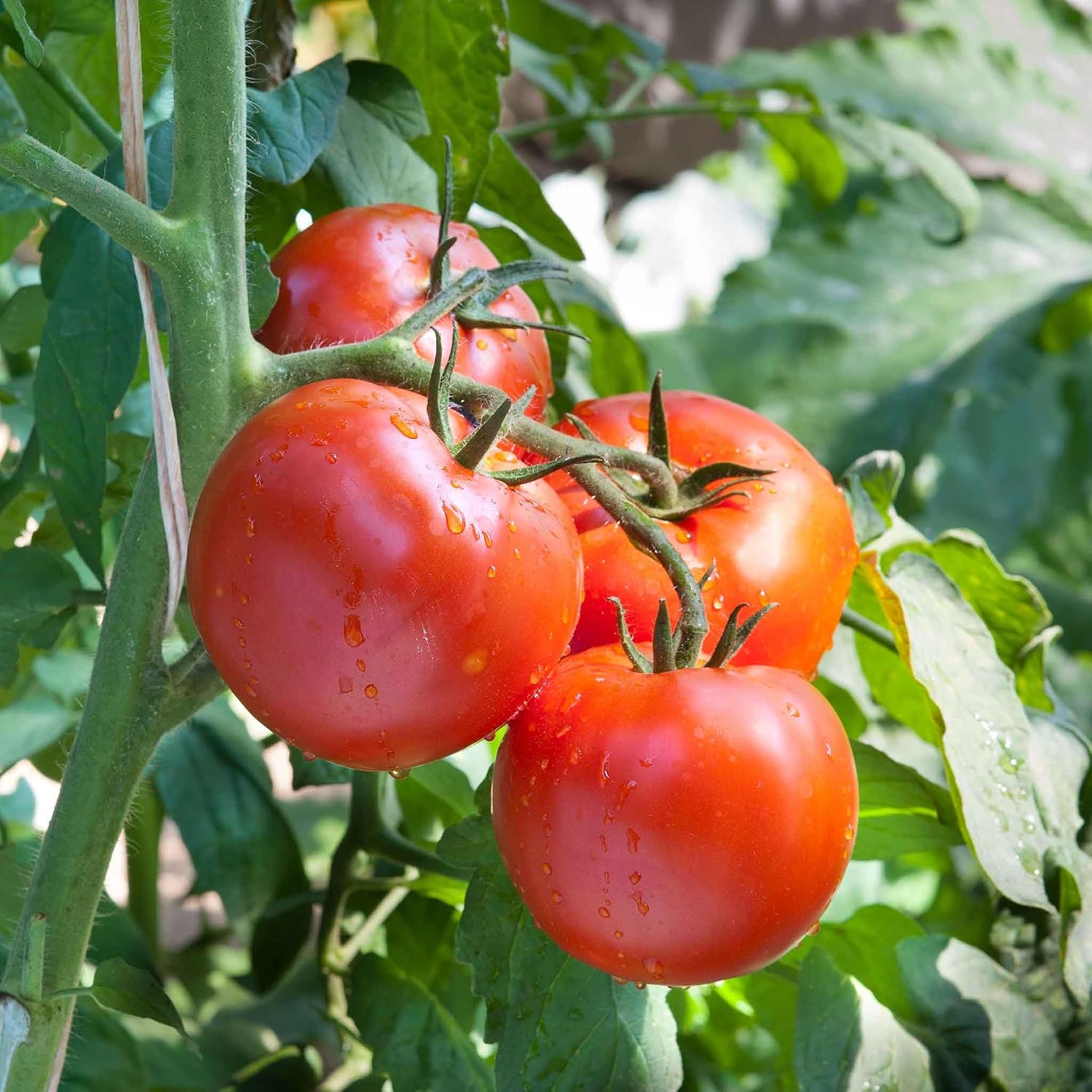 Eden Brothers Tomato Seeds - Persimmon Non-GMO Seeds for Planting, 1 oz | Low-Maintenance Vegetable Seeds, Plant During Warm Season, Zones 10, 3, 4, 5, 6, 7, 8, 9