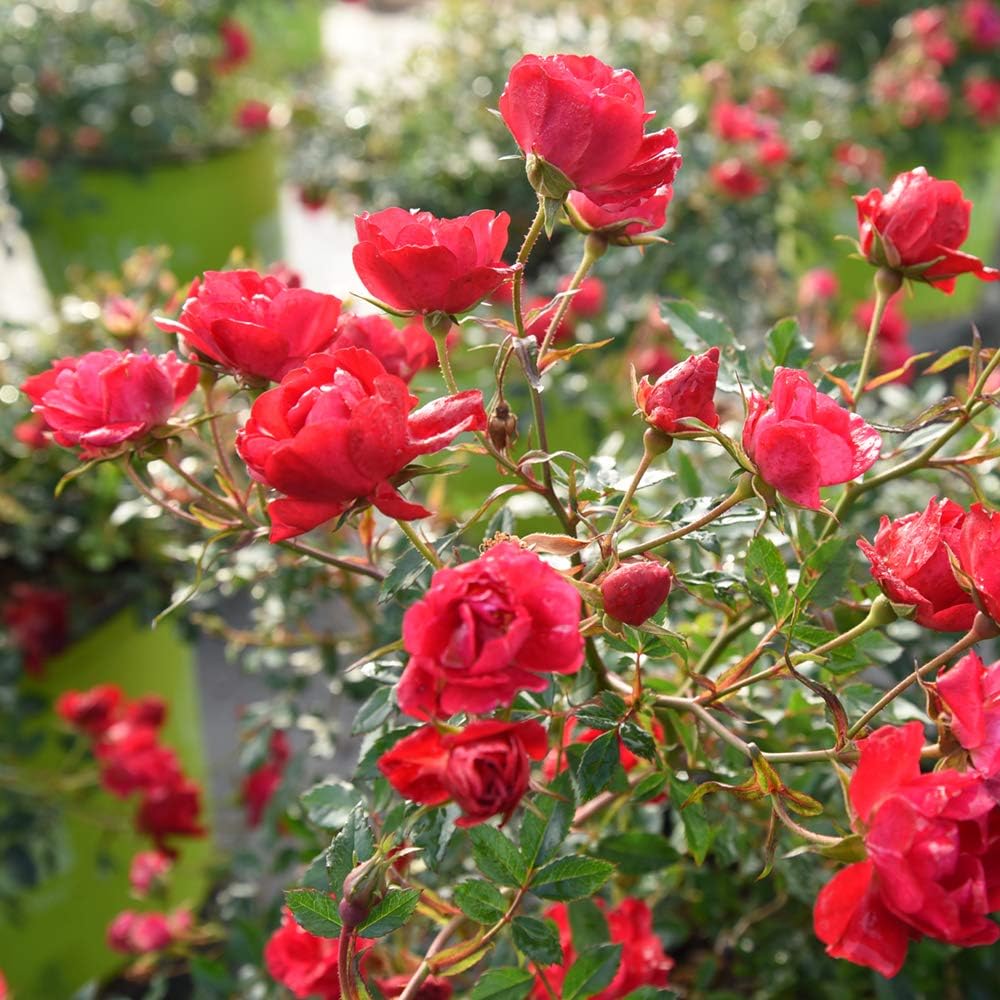 Perfect Plants Red Drift Roses Live Plants, 3 Gallon, Ground Cover Bush