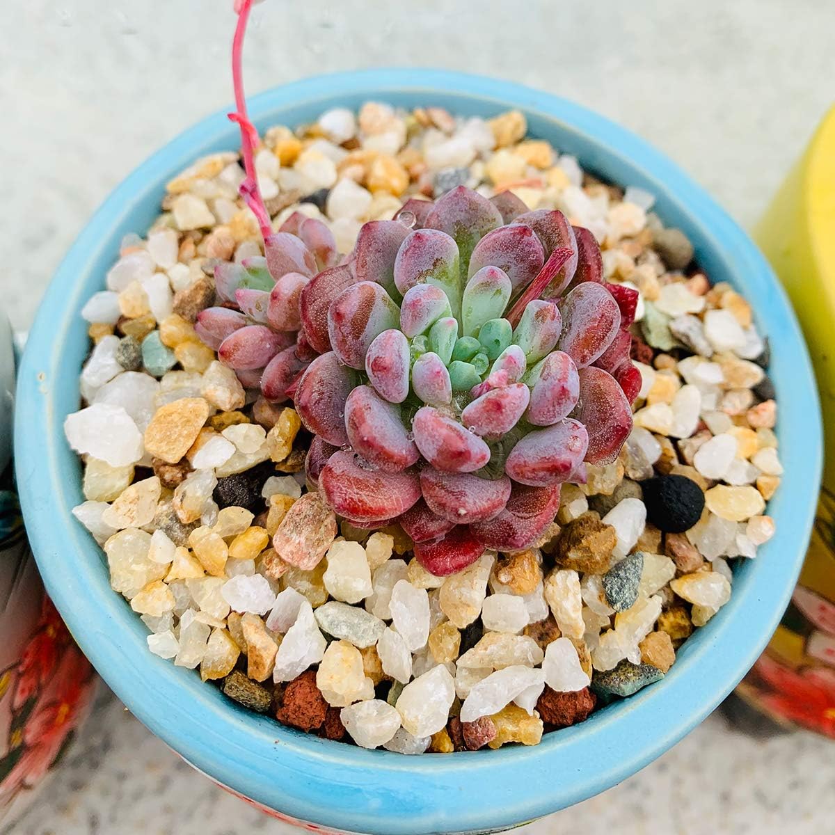 Mix Horticultural Lava Pebbles Pumice Potting Soil Amendment Succulent Cactus Bonsai Gritty Rock Decorative Gravel Plant Drainage Volcanic Rock for Terrarium Fairy Gardening Top Dressing 2.2lb