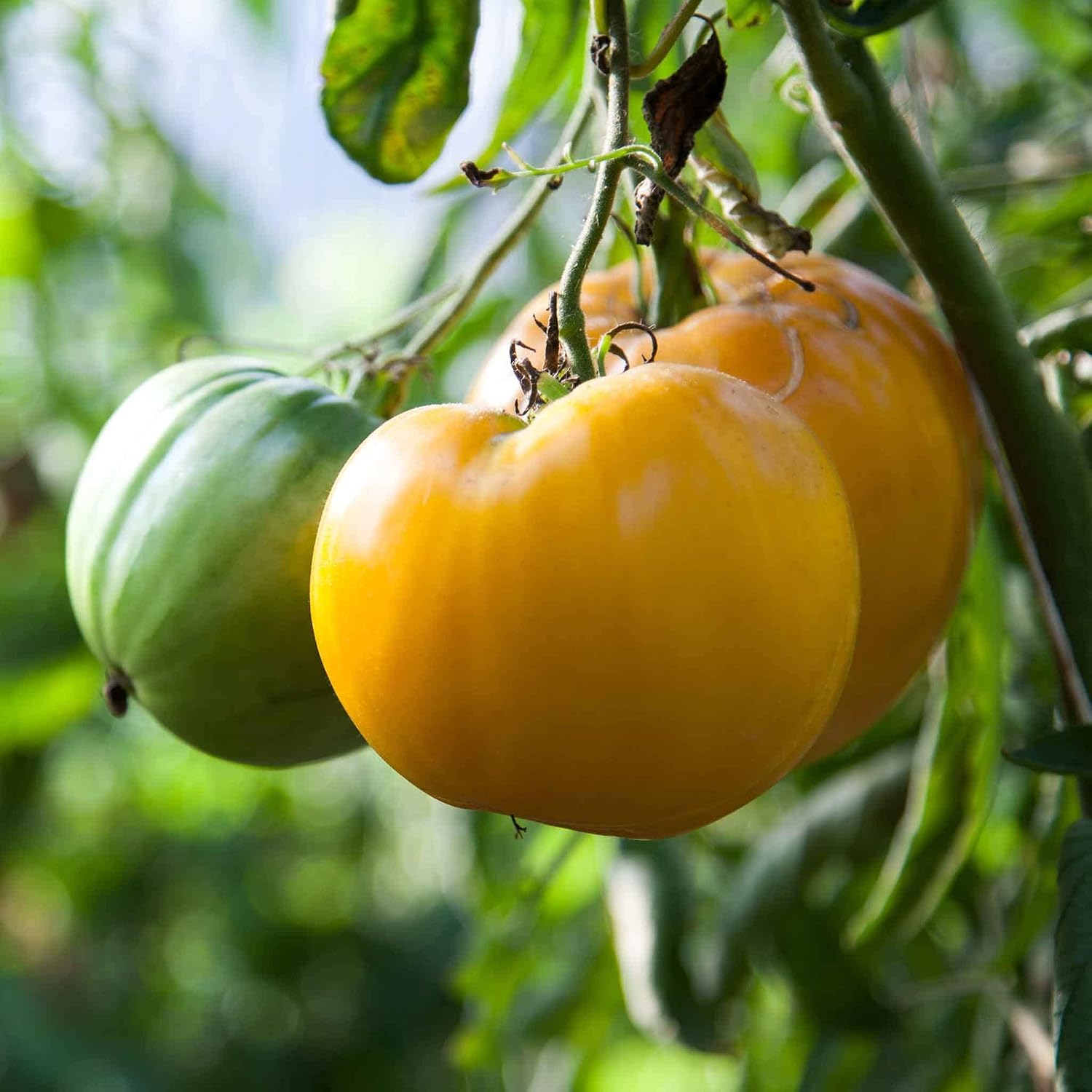 Eden Brothers Tomato Seeds - Persimmon Non-GMO Seeds for Planting, 1 oz | Low-Maintenance Vegetable Seeds, Plant During Warm Season, Zones 10, 3, 4, 5, 6, 7, 8, 9