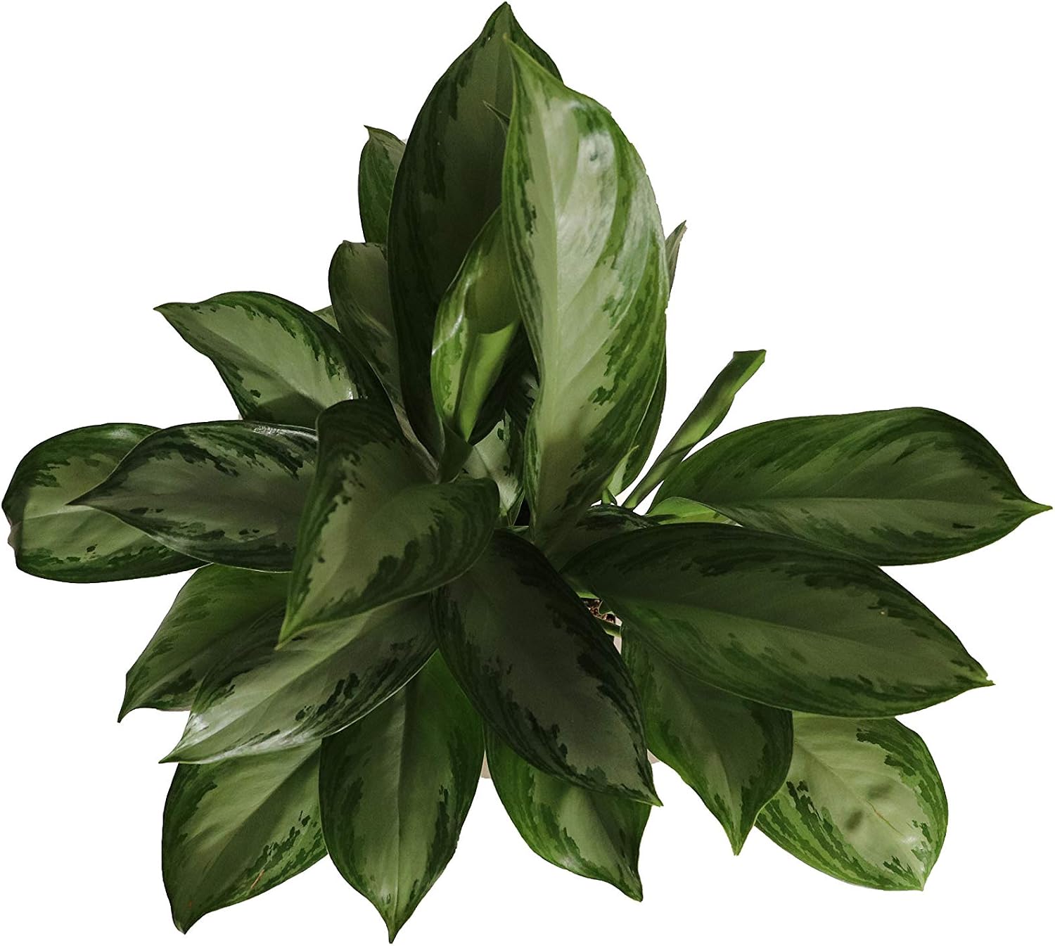 Aglaonema Silver Bay - 6" from California Tropicals