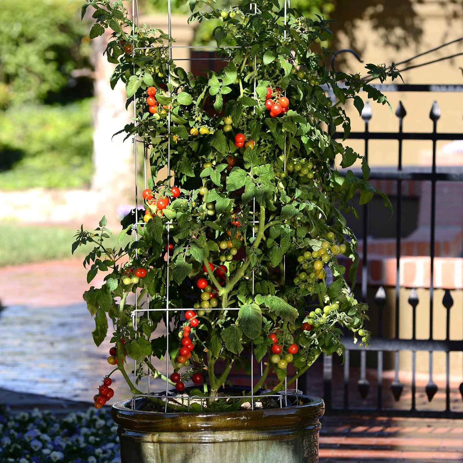 Eden Brothers Tomato Seeds - Persimmon Non-GMO Seeds for Planting, 1 oz | Low-Maintenance Vegetable Seeds, Plant During Warm Season, Zones 10, 3, 4, 5, 6, 7, 8, 9