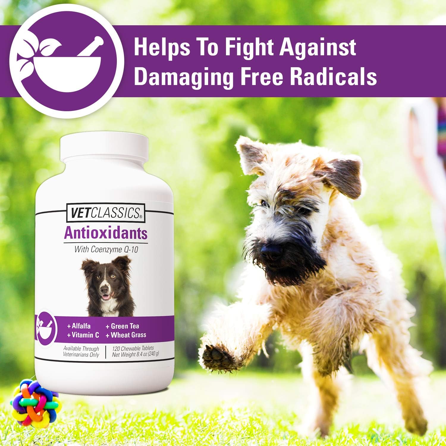 Coenzyme Q-10 Antioxidant Dog Supplement – Pet Health Supplement for Dogs – Supports Overall Dog Wellness, Aging – Includes Green Tea, Vitamin C