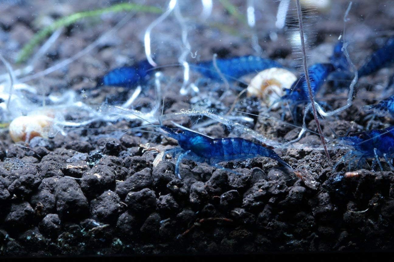 Live Freshwater Aquarium Shrimp - Neocaridina (Red Cherry, 5 Pack)