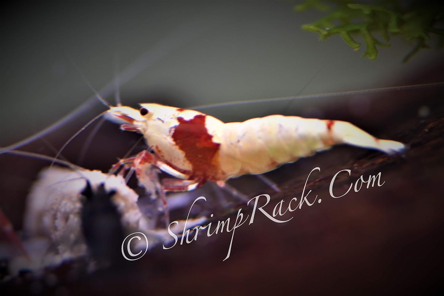10 Crystal Red Shrimp CRS Grade S-SSS Live Freshwater Aquarium Shrimps 1/4 to 1/2 inch Long.
