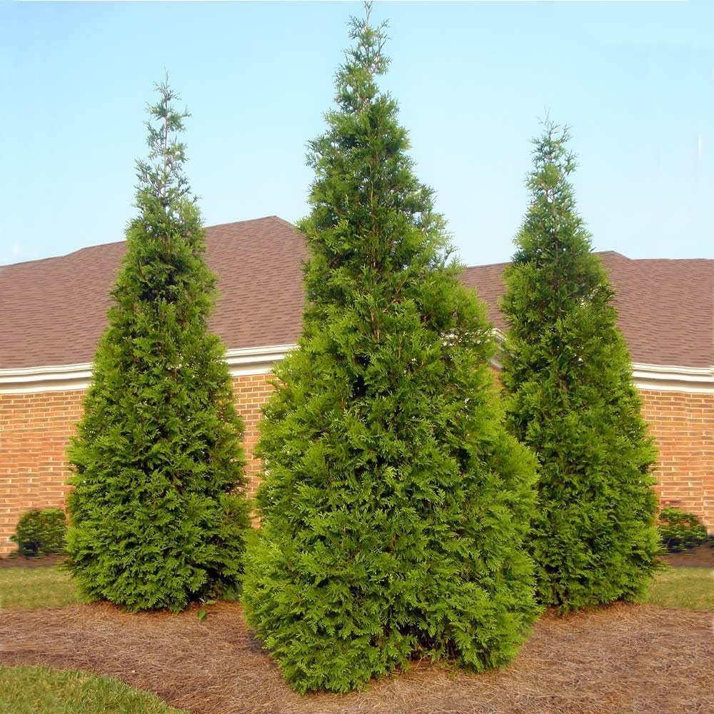 Brighter Blooms - Thuja Green Giant Arborvitae, 3-4 ft. - No Shipping to AK, AZ, HI, OR
