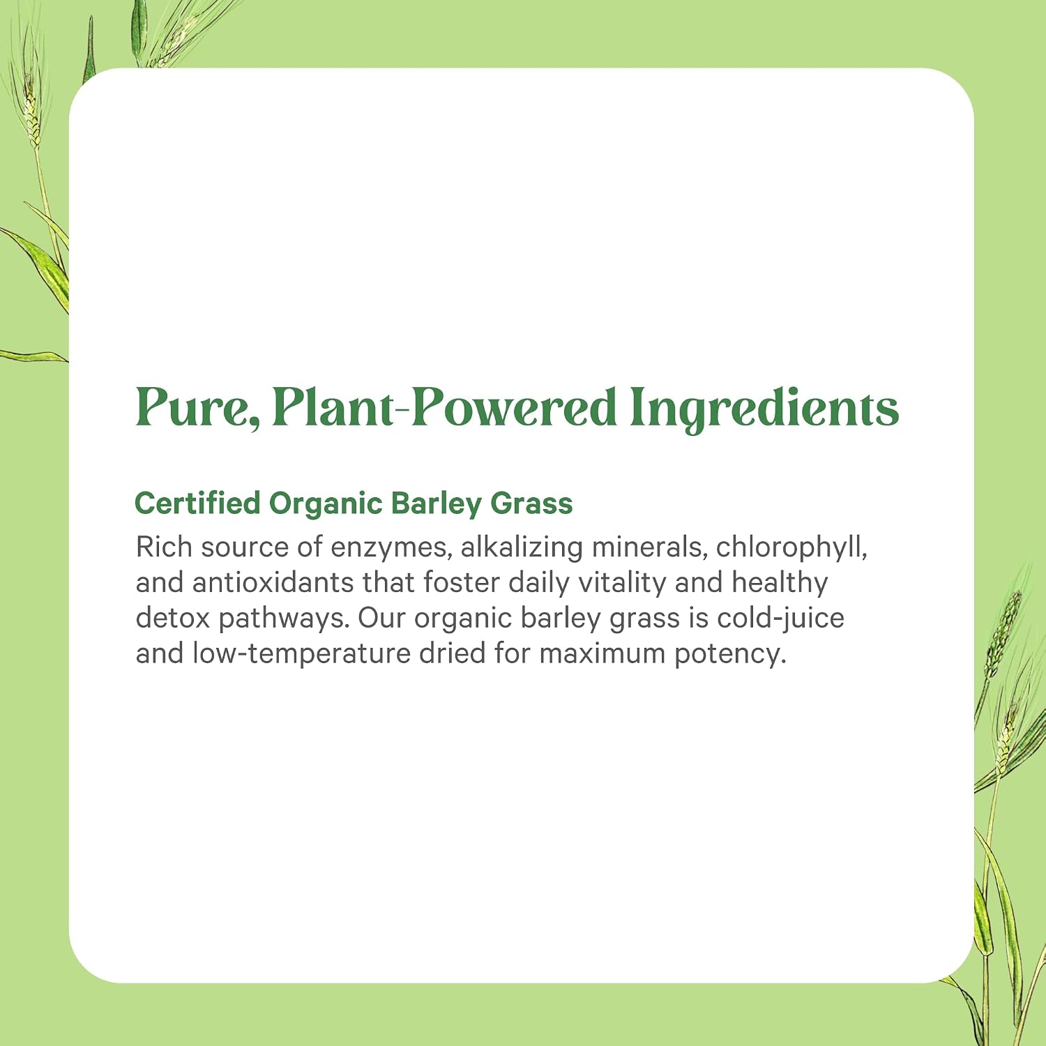 PURE SYNERGY Organic Beet Juice Powder | Pre-Workout Supplement | Organic Beet Root Juice Powder | for Healthy Circulation, Exercise, and Detoxification (6.4 oz.)